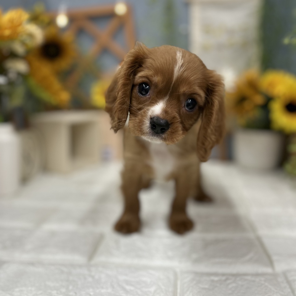 千葉県のキャバリアキングチャールズスパニエル (犬の家＆猫の里ワンズモール稲毛店/2025年7月29日生まれ/男の子/ルビーホワイト)の子犬の4枚目の画像