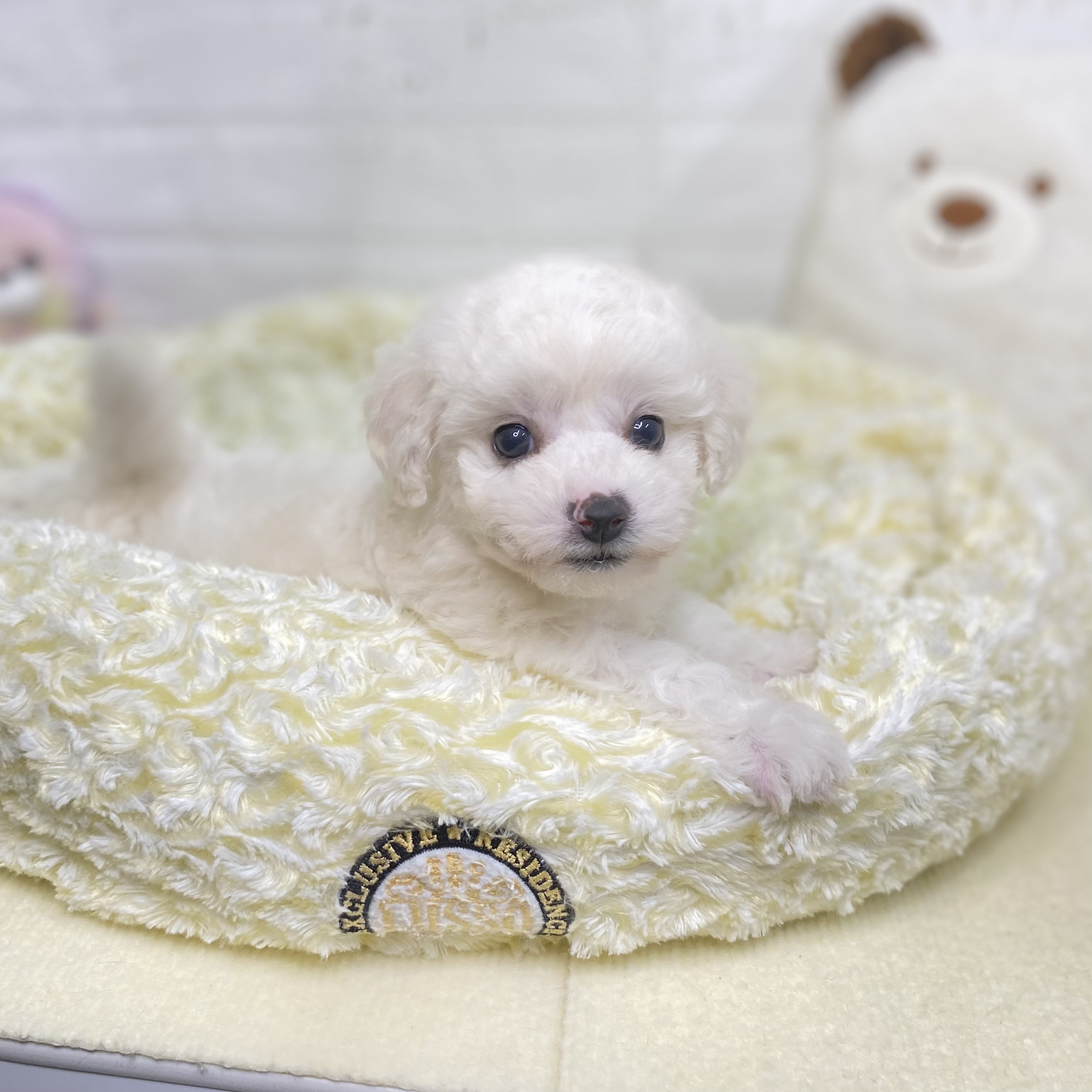 長野県のビションフリーゼ (犬の家＆猫の里長野店/2025年7月29日生まれ/女の子/ホワイト)の子犬の4枚目の画像