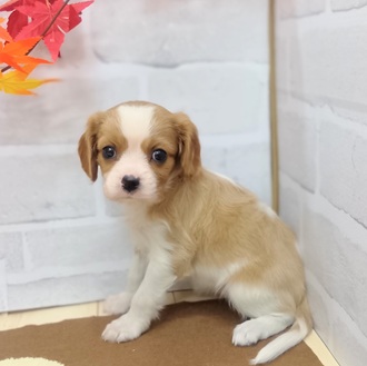 静岡県のキャバリアキングチャールズスパニエル (犬の家＆猫の里プレ葉ウォーク浜北店/2025年7月29日生まれ/女の子/ブレンハイム)の子犬の4枚目の画像