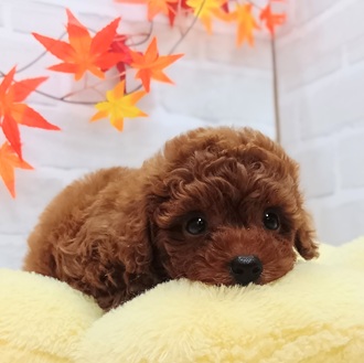 静岡県のトイプードル(トイ) (犬の家＆猫の里プレ葉ウォーク浜北店/2025年7月29日生まれ/女の子/レッド)の子犬