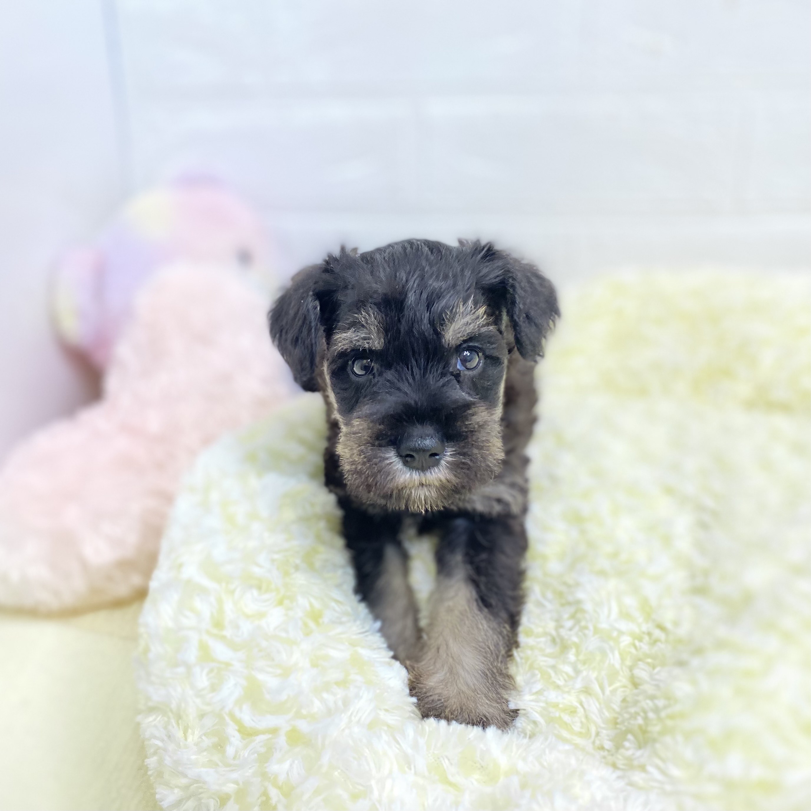 長野県のミニチュアシュナウザー (犬の家＆猫の里長野店/2025年7月29日生まれ/男の子/ブラックシルバー)の子犬の4枚目の画像