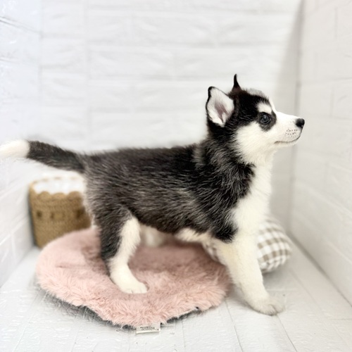 愛知県のシベリアンハスキー (犬の家＆猫の里豊川インター店/2025年7月28日生まれ/女の子/ブラックホワイト)の子犬の4枚目の画像