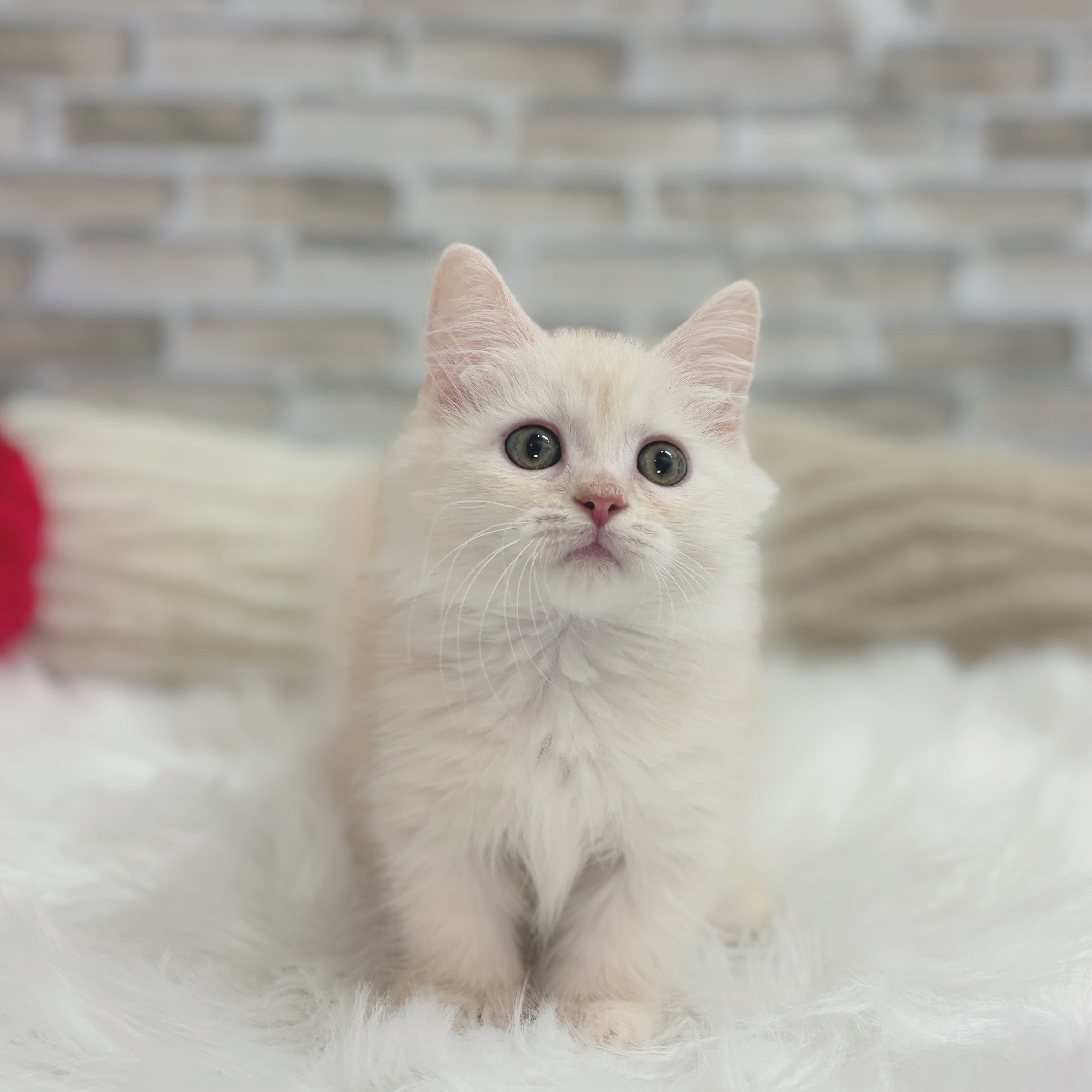 神奈川県のマンチカン (犬の家＆猫の里モザイクモール港北店/2025年7月27日生まれ/男の子/クリームタビーホワイト)の子猫の4枚目の画像
