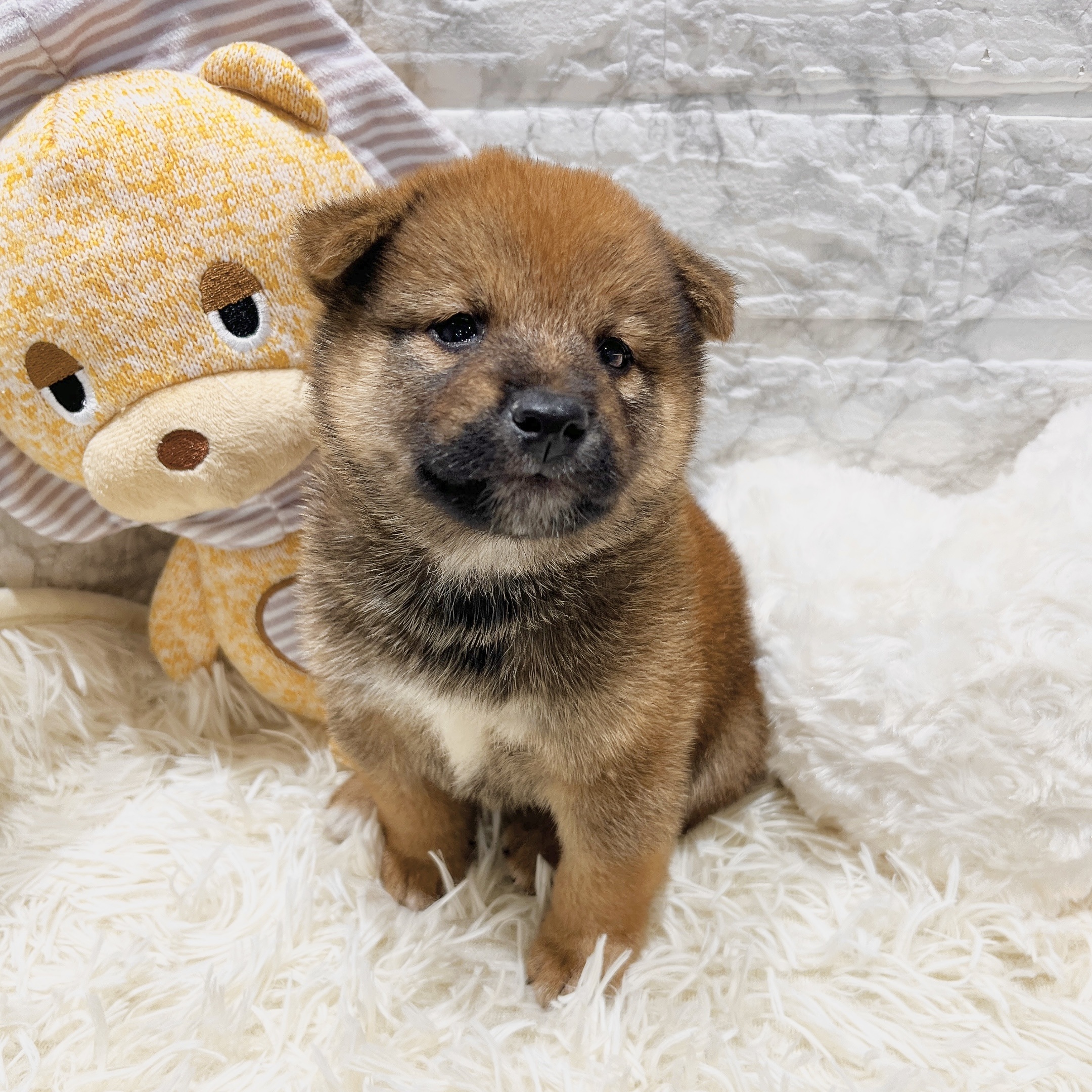 愛知県の柴犬(標準サイズ) (犬の家＆猫の里MiO香久山店/2025年7月28日生まれ/男の子/赤)の子犬の4枚目の画像