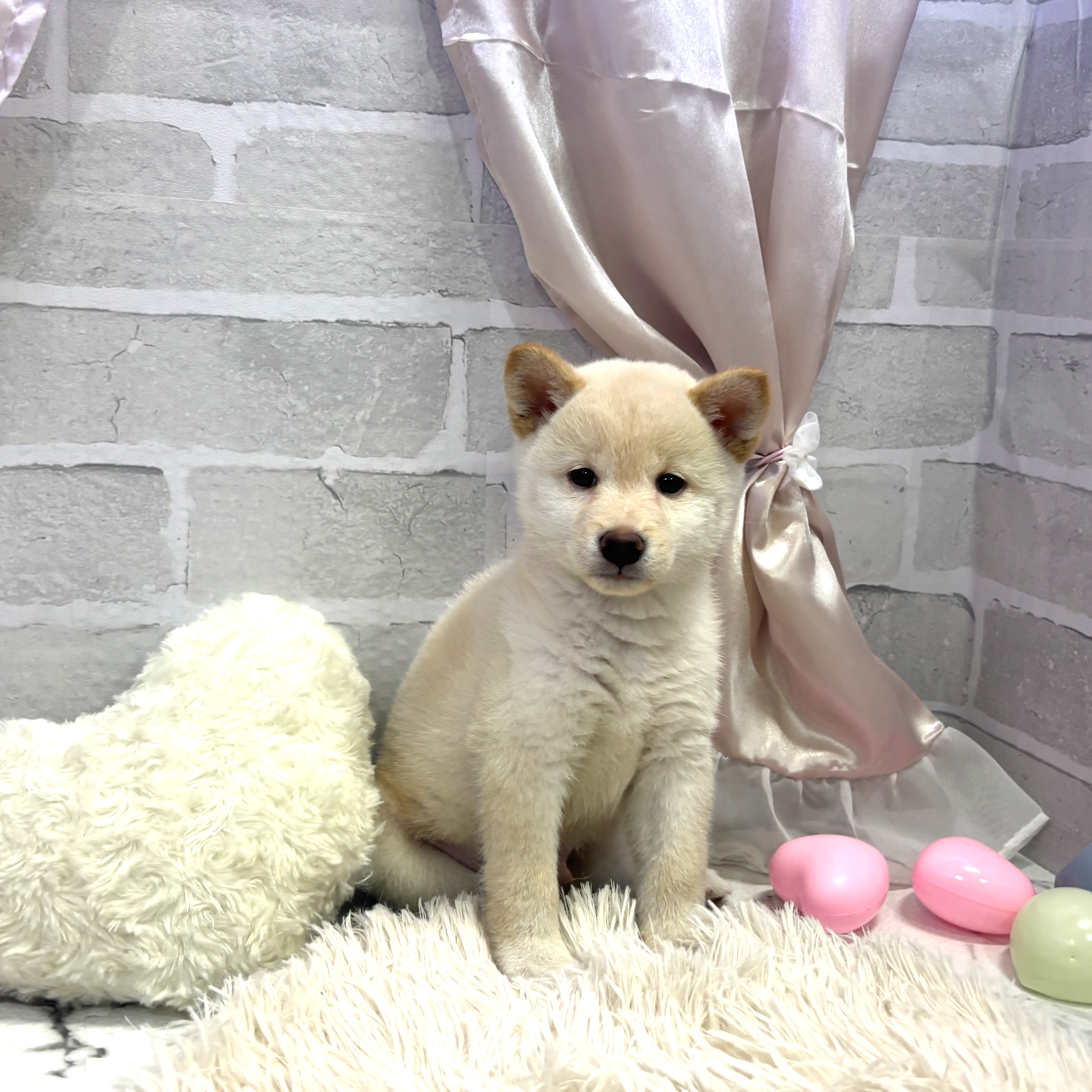愛知県の柴犬(標準サイズ) (犬の家＆猫の里岡崎店/2025年7月29日生まれ/男の子/白)の子犬の4枚目の画像