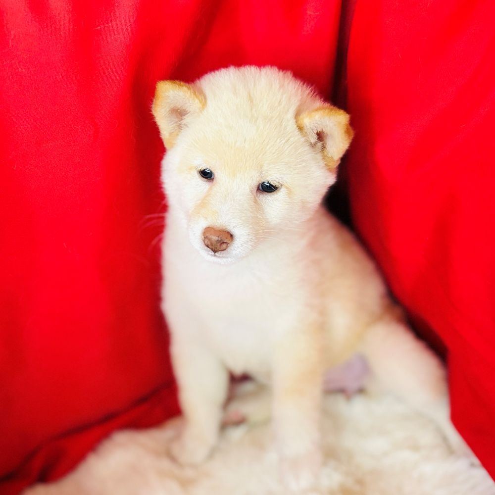 愛知県の柴犬(標準サイズ) (犬の家＆猫の里愛知刈谷店/2025年7月29日生まれ/女の子/白)の子犬の4枚目の画像