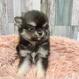静岡県のチワワ(ロング) (犬の家＆猫の里マークイズ静岡店/2025年7月27日生まれ/男の子/ブラックタンホワイト)の子犬の4枚目の画像