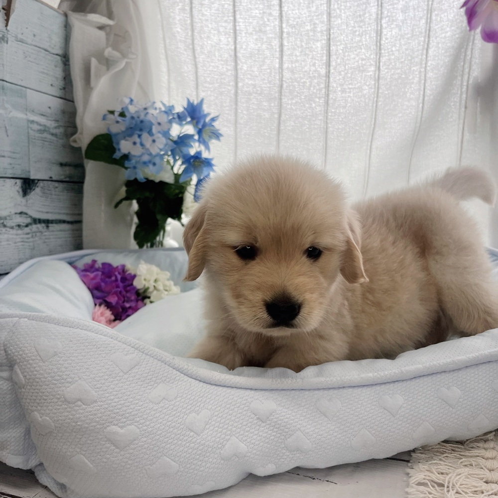 長野県のゴールデンレトリバー (犬の家＆猫の里塩尻店/2025年7月28日生まれ/女の子/ゴールデン)の子犬の4枚目の画像