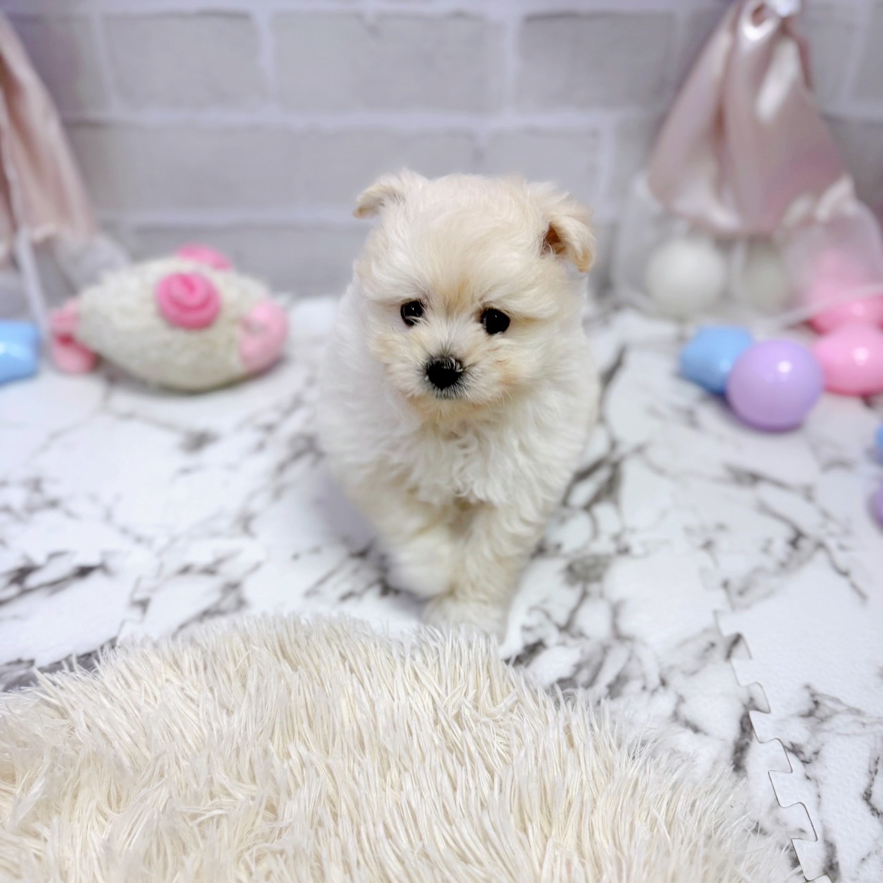 愛知県のポメプー(ポメラニアン×プードル) (犬の家＆猫の里岡崎店/2025年7月28日生まれ/男の子/クリーム)の子犬の4枚目の画像