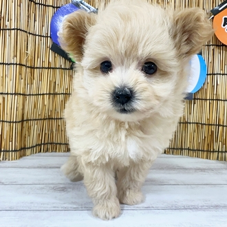 神奈川県のポメプー(ポメラニアン×プードル) (犬の家＆猫の里小田原店/2025年7月28日生まれ/男の子/アプリコット)の子犬の4枚目の画像