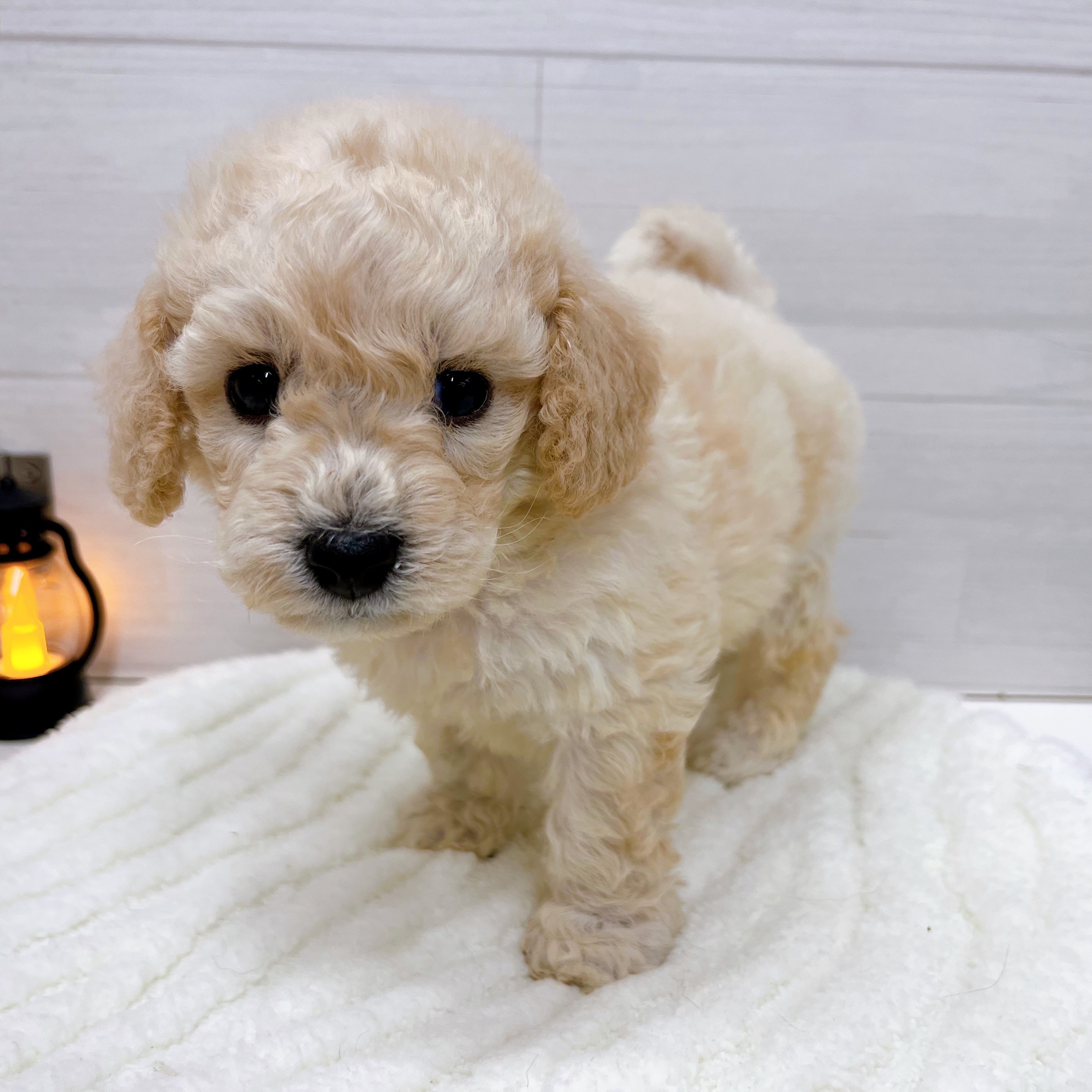 石川県のビションプー(ビションフリーゼ×プードル) (犬の家＆猫の里アミーゴ金沢おこばた店/2025年7月29日生まれ/男の子/クリーム)の子犬の4枚目の画像