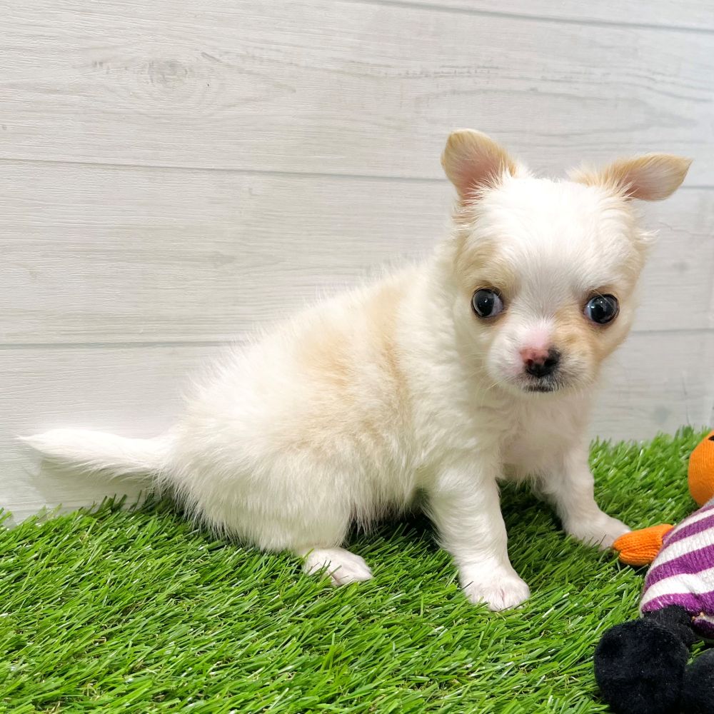 愛知県のチワワ(ロング) (犬の家＆猫の里豊田店/2025年7月29日生まれ/男の子/クリームホワイト)の子犬の4枚目の画像