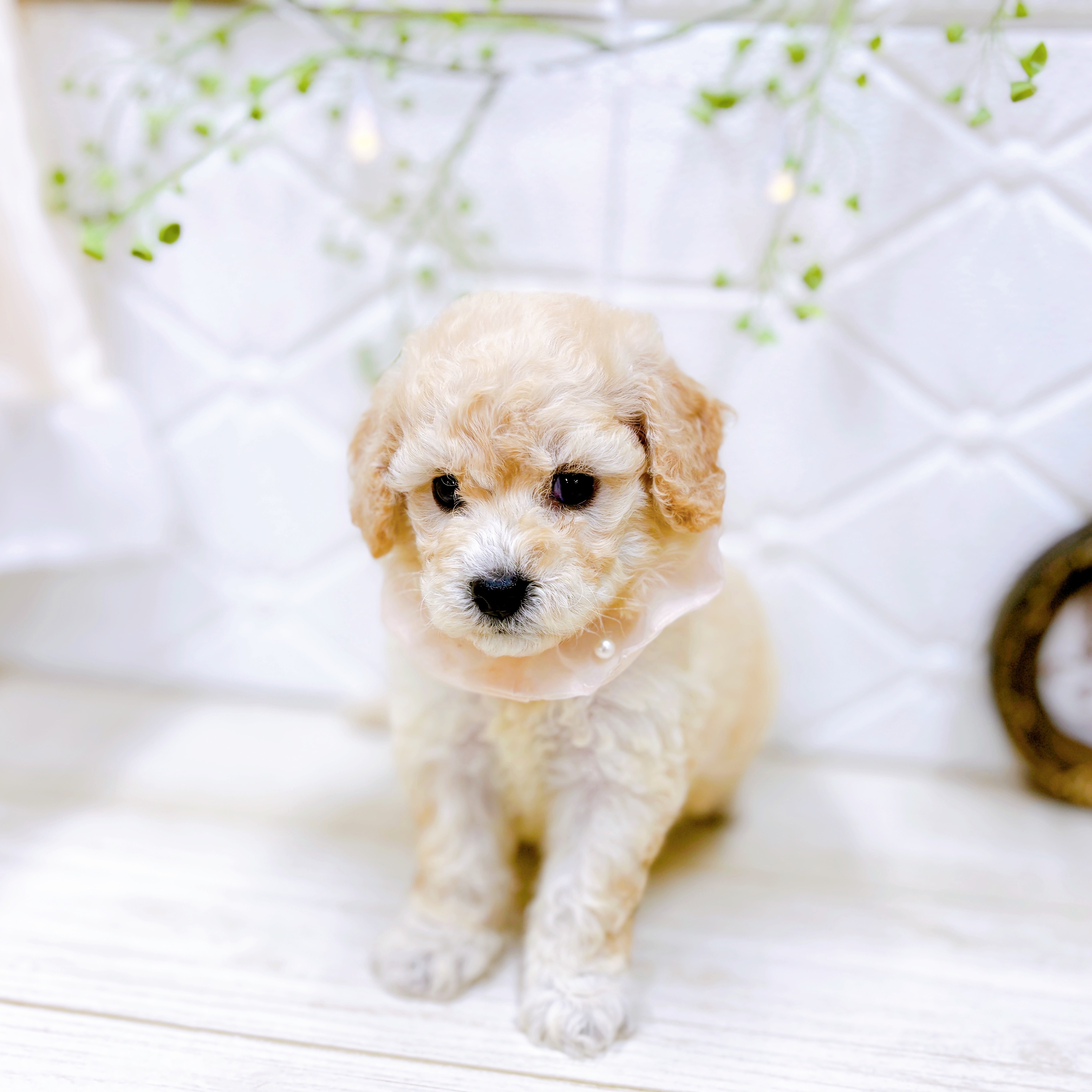 福井県のビションプー(ビションフリーゼ×プードル) (犬の家＆猫の里アミーゴ福井店/2025年7月29日生まれ/女の子/クリーム)の子犬の4枚目の画像
