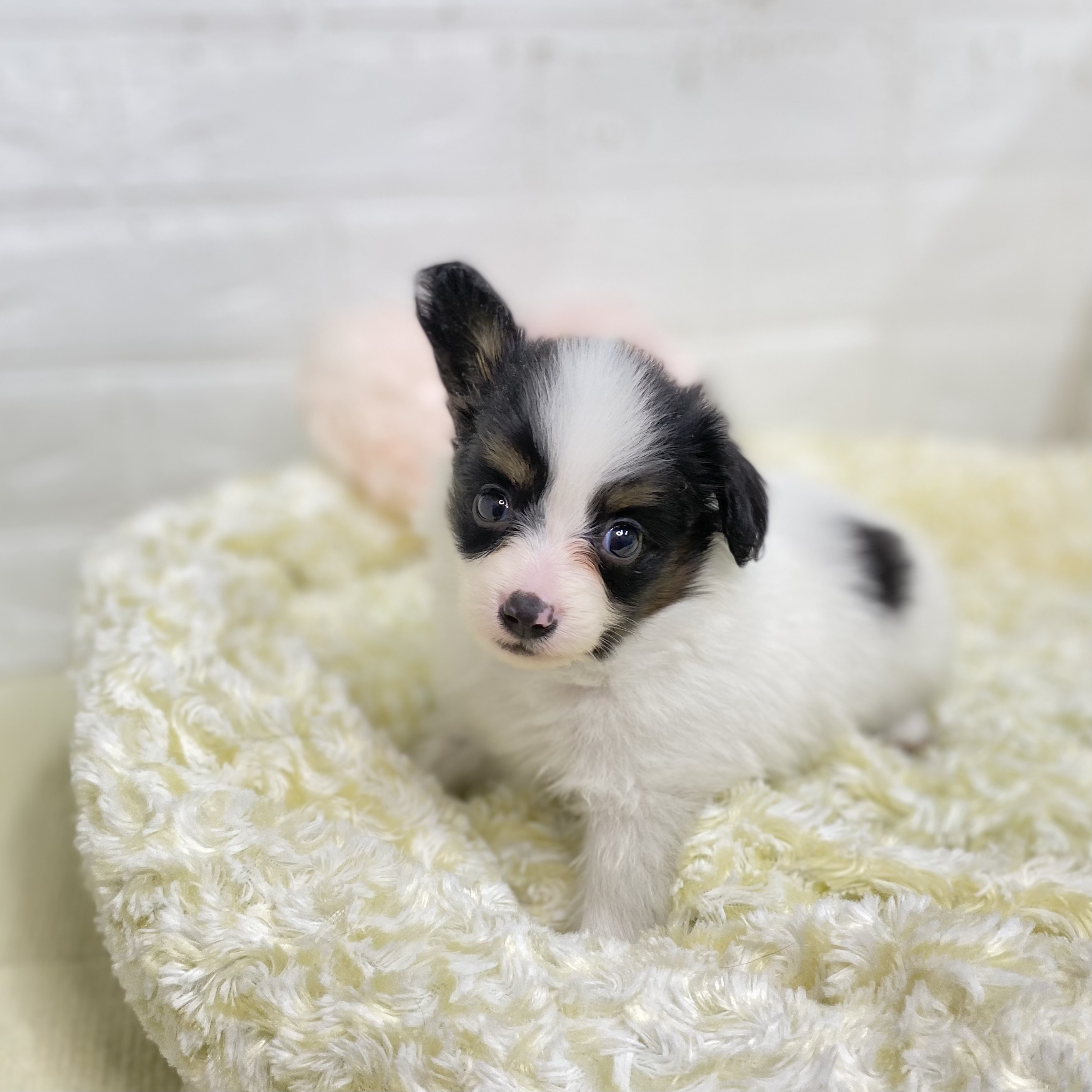 長野県のパピヨン (犬の家＆猫の里長野店/2025年7月29日生まれ/女の子/トライカラー)の子犬の4枚目の画像