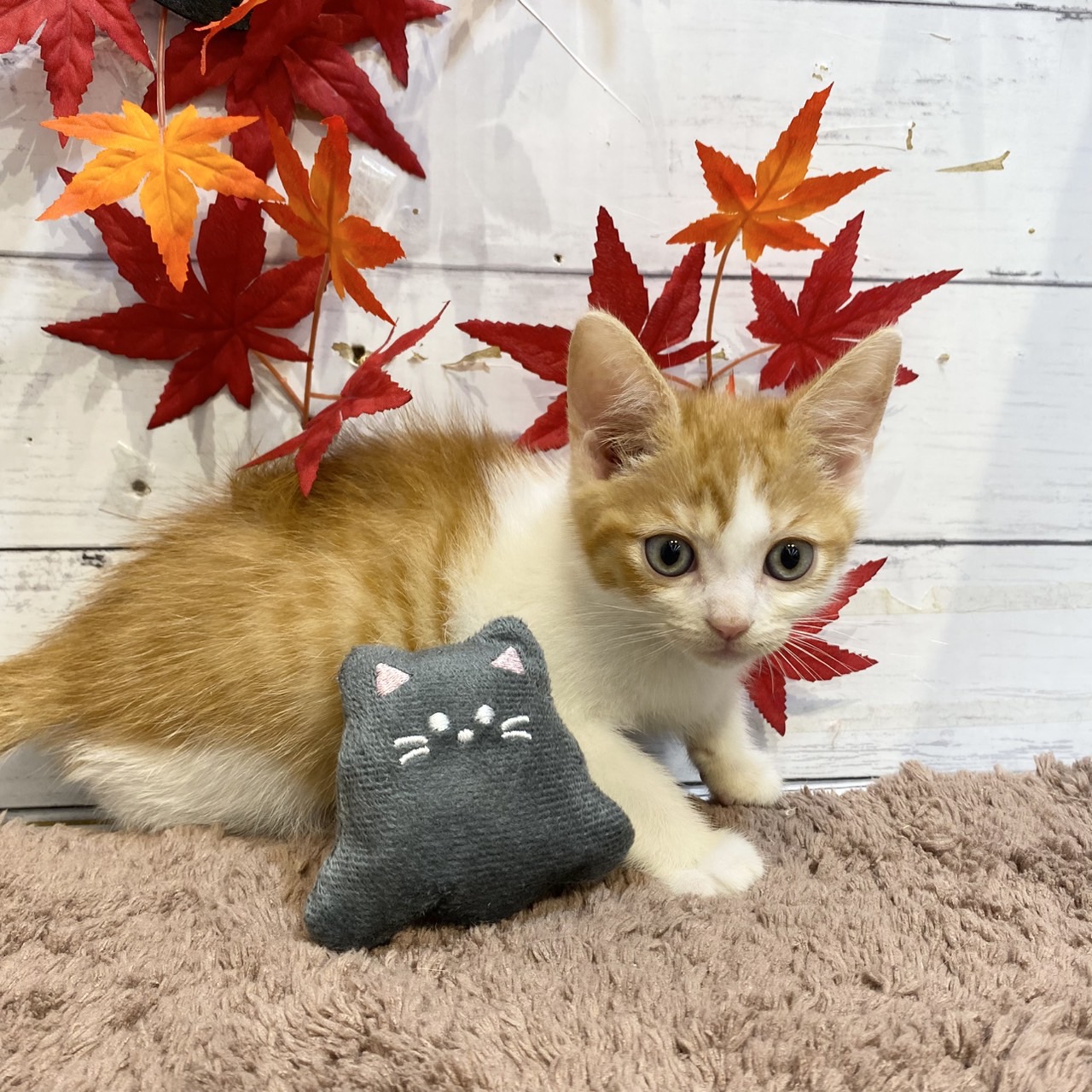 長野県のミヌエット (犬の家＆猫の里カインズ梓川店/2025年7月29日生まれ/男の子/レッドタビーホワイト)の子猫の1枚目の画像