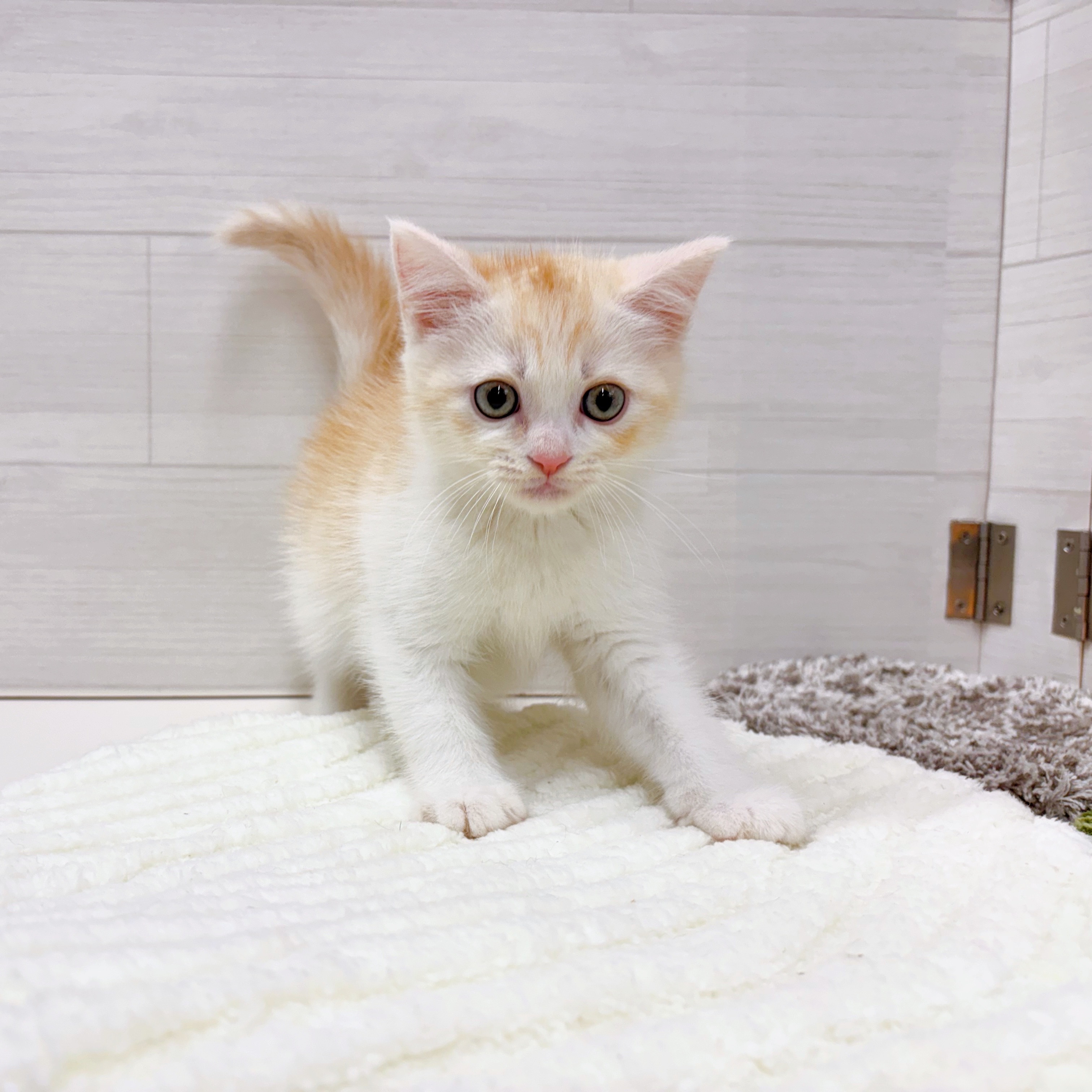 石川県のミヌエット (犬の家＆猫の里アミーゴ金沢おこばた店/2025年7月29日生まれ/男の子/クリームタビーホワイト)の子猫の4枚目の画像