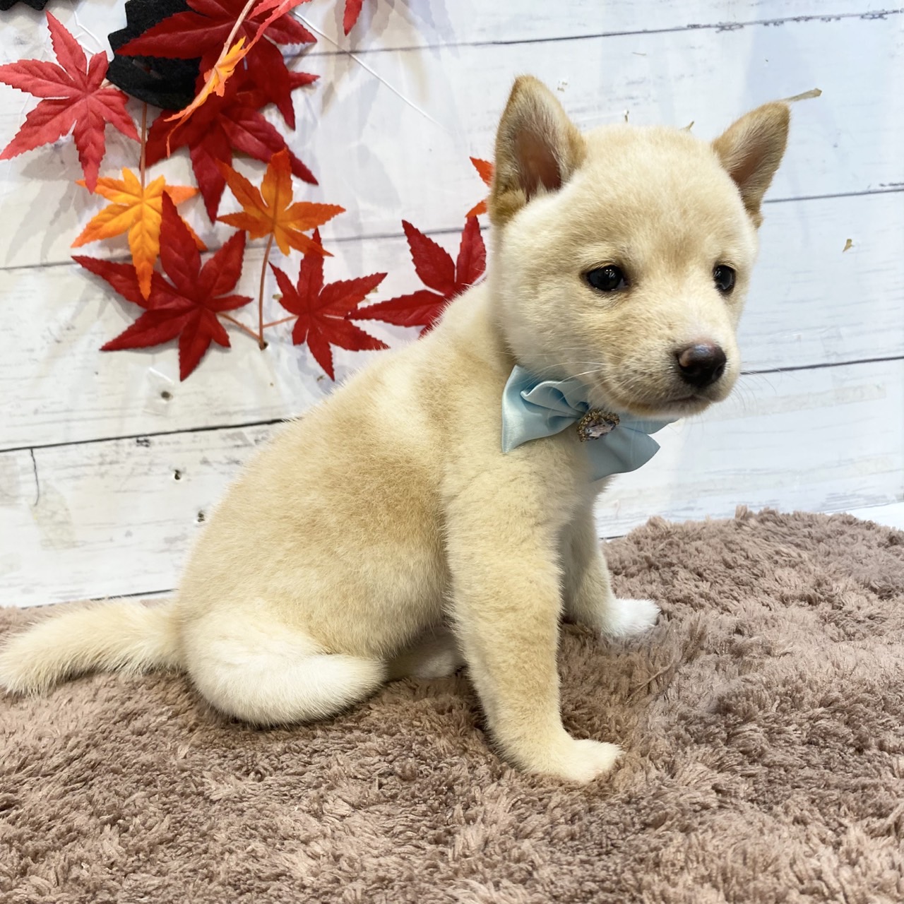 長野県の豆柴 (犬の家＆猫の里カインズ梓川店/2025年7月28日生まれ/男の子/白)の子犬の4枚目の画像