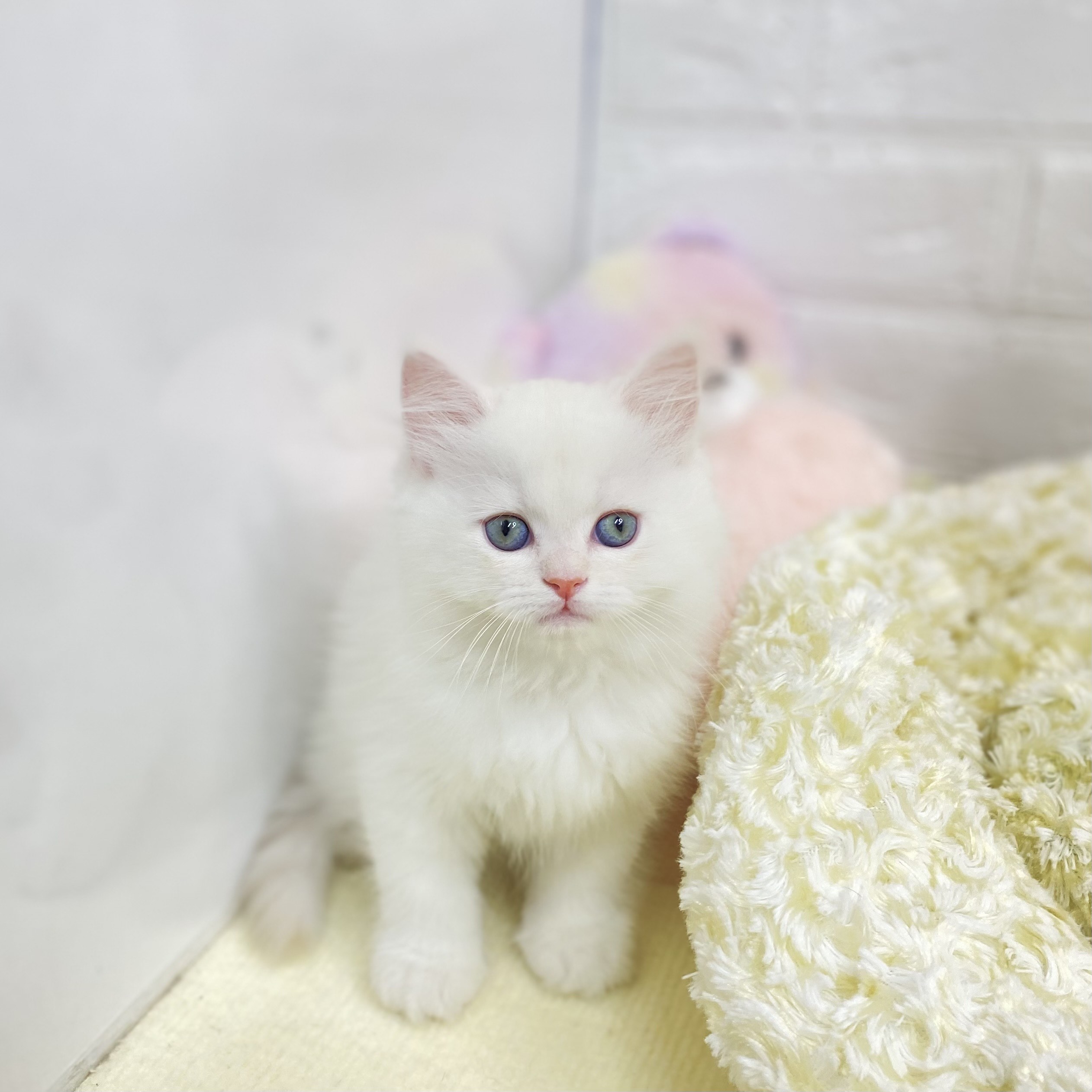 長野県のミヌエット (犬の家＆猫の里長野店/2025年7月28日生まれ/男の子/カメオタビーホワイト)の子猫の4枚目の画像