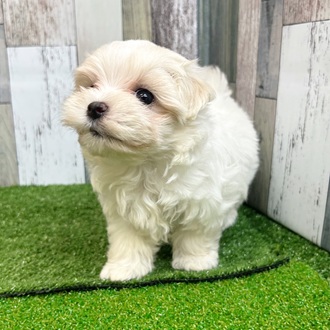 静岡県のマルチーズ (犬の家＆猫の里マークイズ静岡店/2025年7月29日生まれ/女の子/ホワイト)の子犬の4枚目の画像