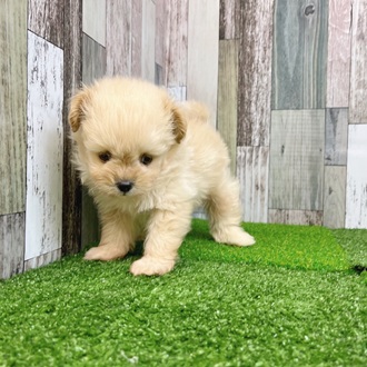 静岡県のポメプー(ポメラニアン×プードル) (犬の家＆猫の里マークイズ静岡店/2025年7月29日生まれ/男の子/クリーム)の子犬の4枚目の画像
