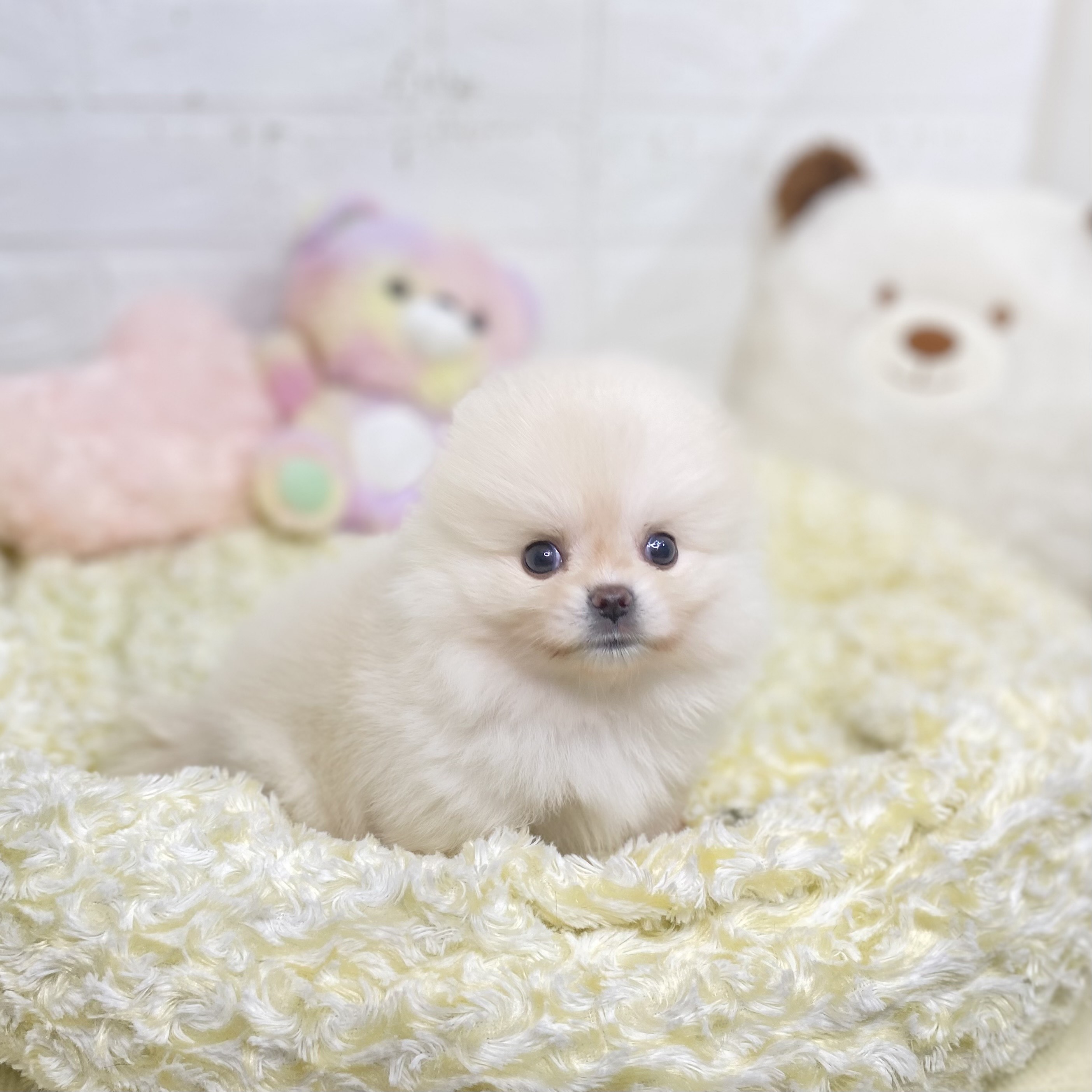 長野県のポメラニアン (犬の家＆猫の里長野店/2025年7月27日生まれ/女の子/クリーム)の子犬の4枚目の画像