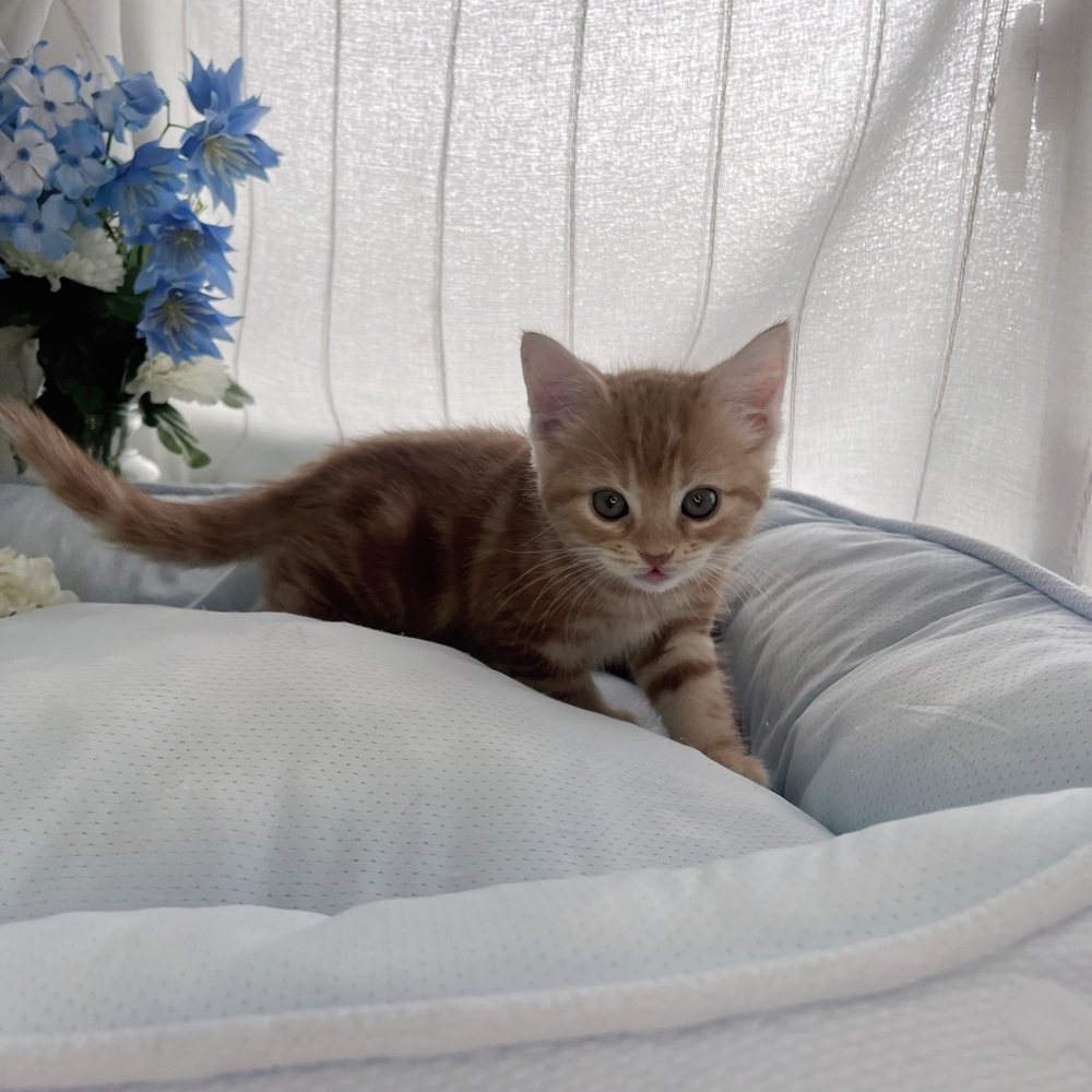 長野県のマンチカン (犬の家＆猫の里塩尻店/2025年7月24日生まれ/女の子/レッドタビー)の子猫の1枚目の画像