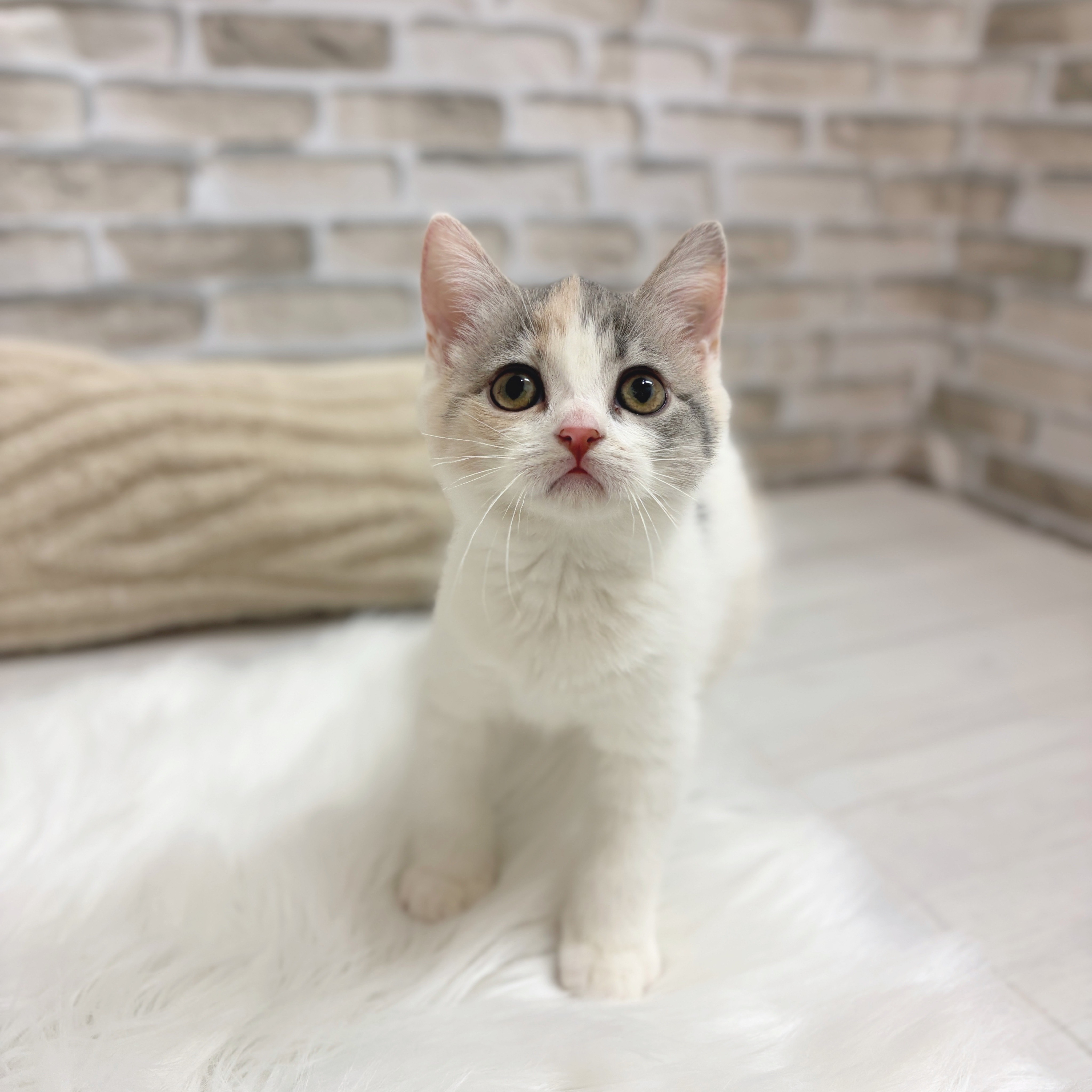 神奈川県のマンチカン (犬の家＆猫の里モザイクモール港北店/2025年7月27日生まれ/女の子/ダイリュートキャリコ)の子猫の4枚目の画像