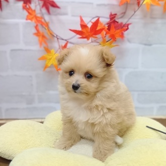 静岡県のポメプー(ポメラニアン×プードル) (犬の家＆猫の里プレ葉ウォーク浜北店/2025年7月26日生まれ/女の子/クリームホワイト)の子犬の4枚目の画像