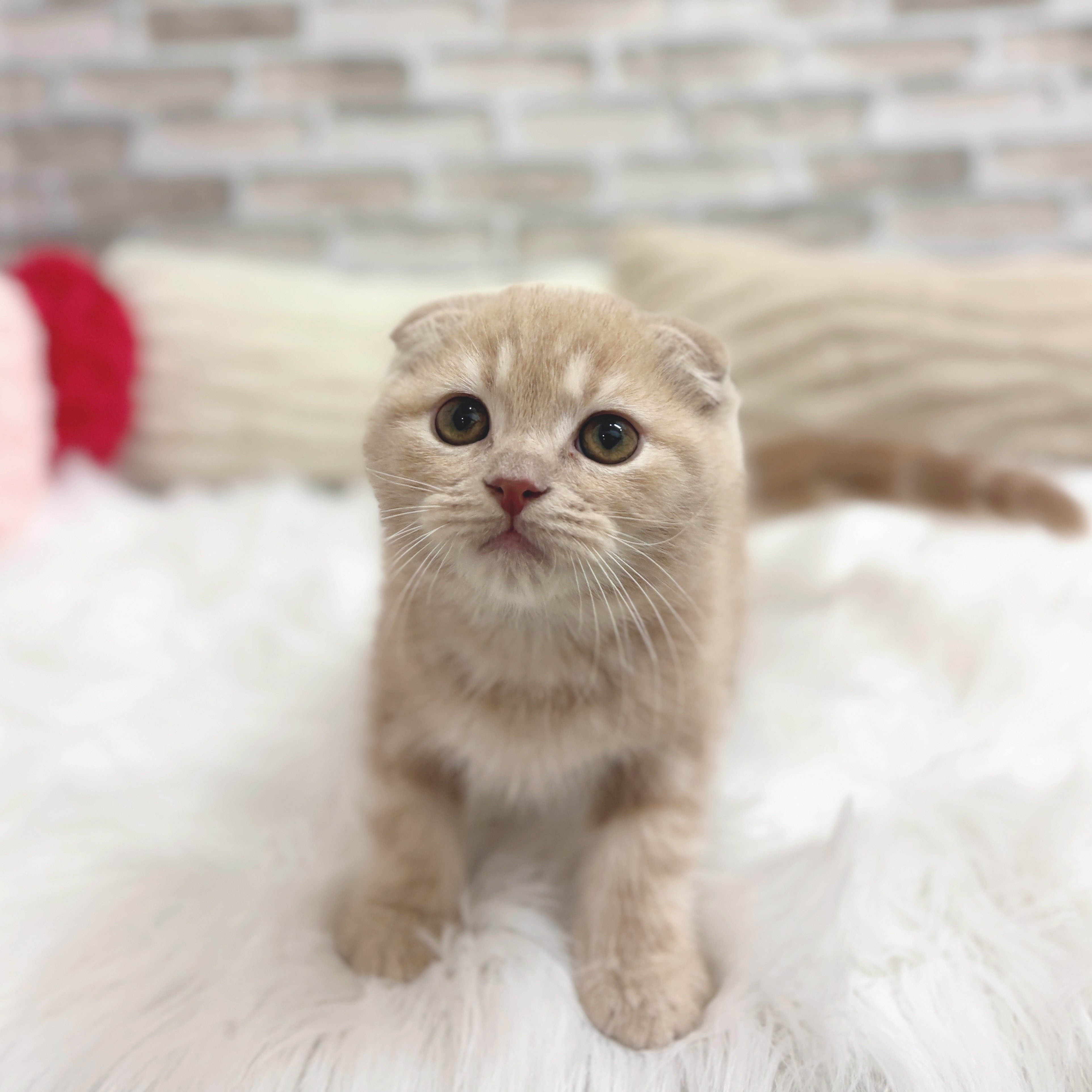 神奈川県のスコティッシュフォールド (犬の家＆猫の里モザイクモール港北店/2025年7月23日生まれ/男の子/クリームタビー)の子猫の4枚目の画像