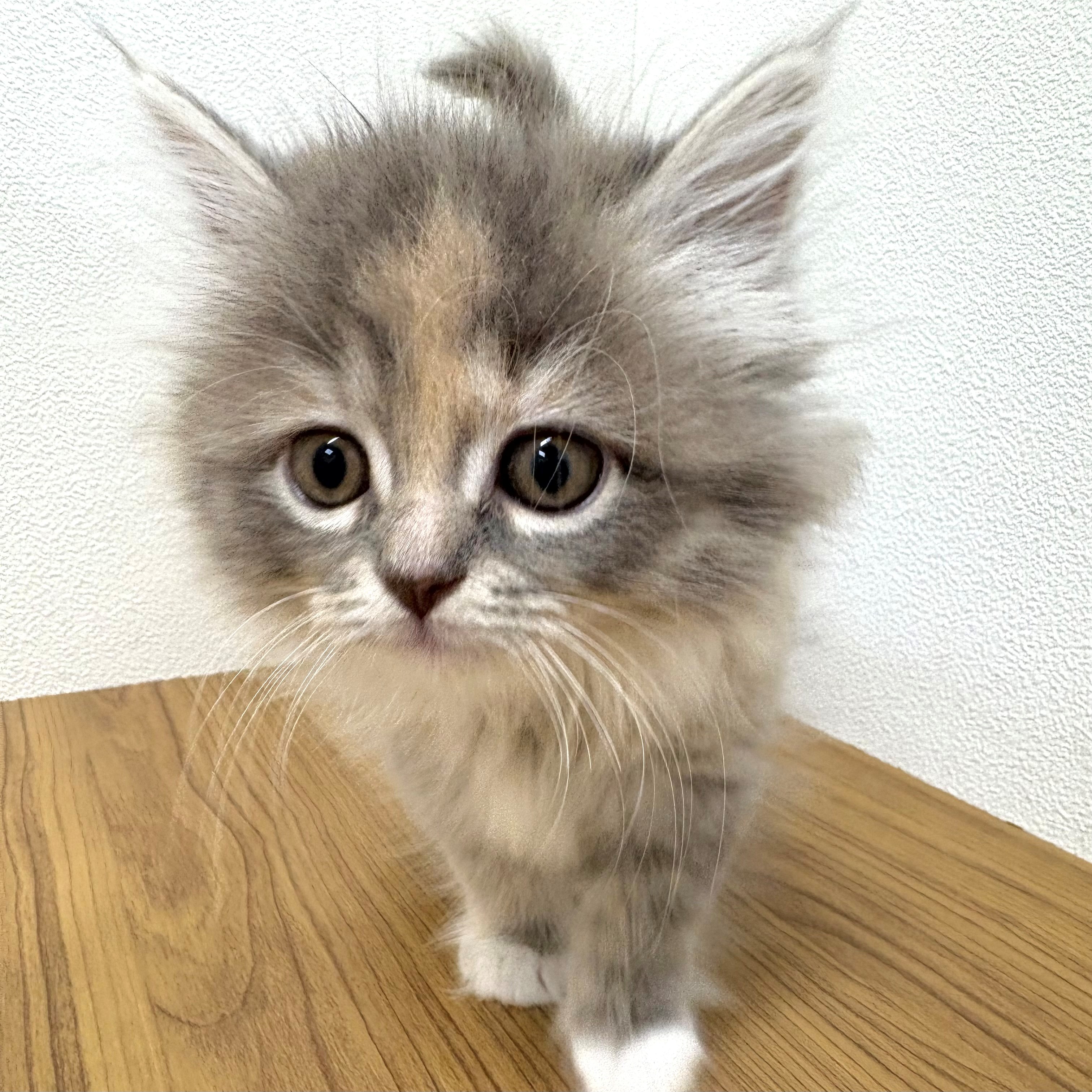福岡県のサイベリアン (犬の家＆猫の里トリアス久山店/2025年7月24日生まれ/女の子/ブルーパッチドタビーホワイト)の子猫の4枚目の画像