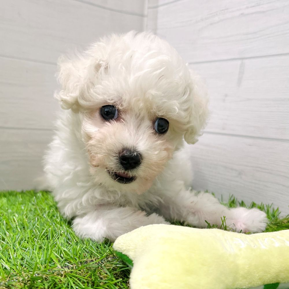 愛知県のビションフリーゼ (犬の家＆猫の里豊田店/2025年7月29日生まれ/男の子/ホワイト)の子犬の4枚目の画像