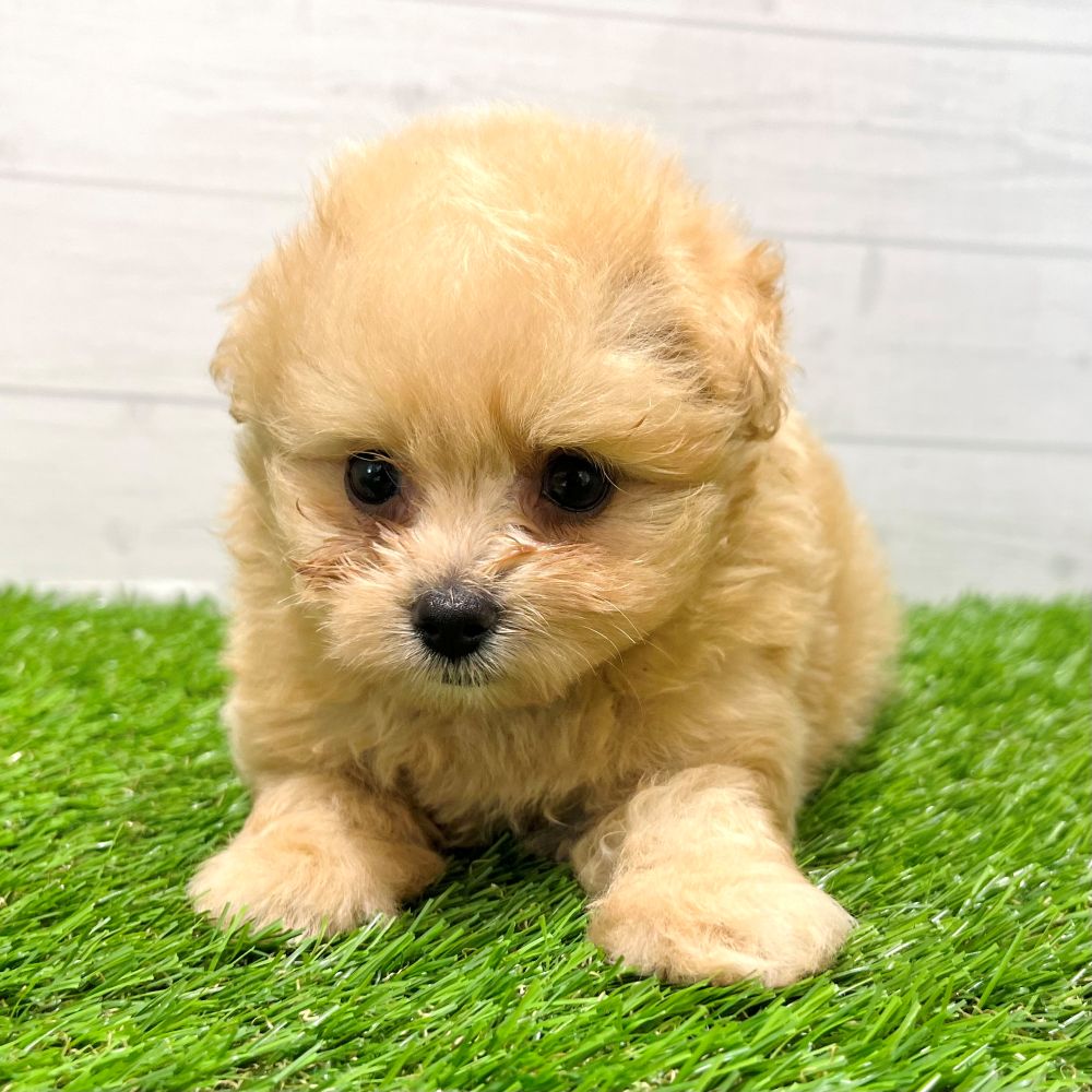 愛知県のポメプー(ポメラニアン×プードル) (犬の家＆猫の里豊田店/2025年7月29日生まれ/女の子/アプリコット)の子犬の4枚目の画像