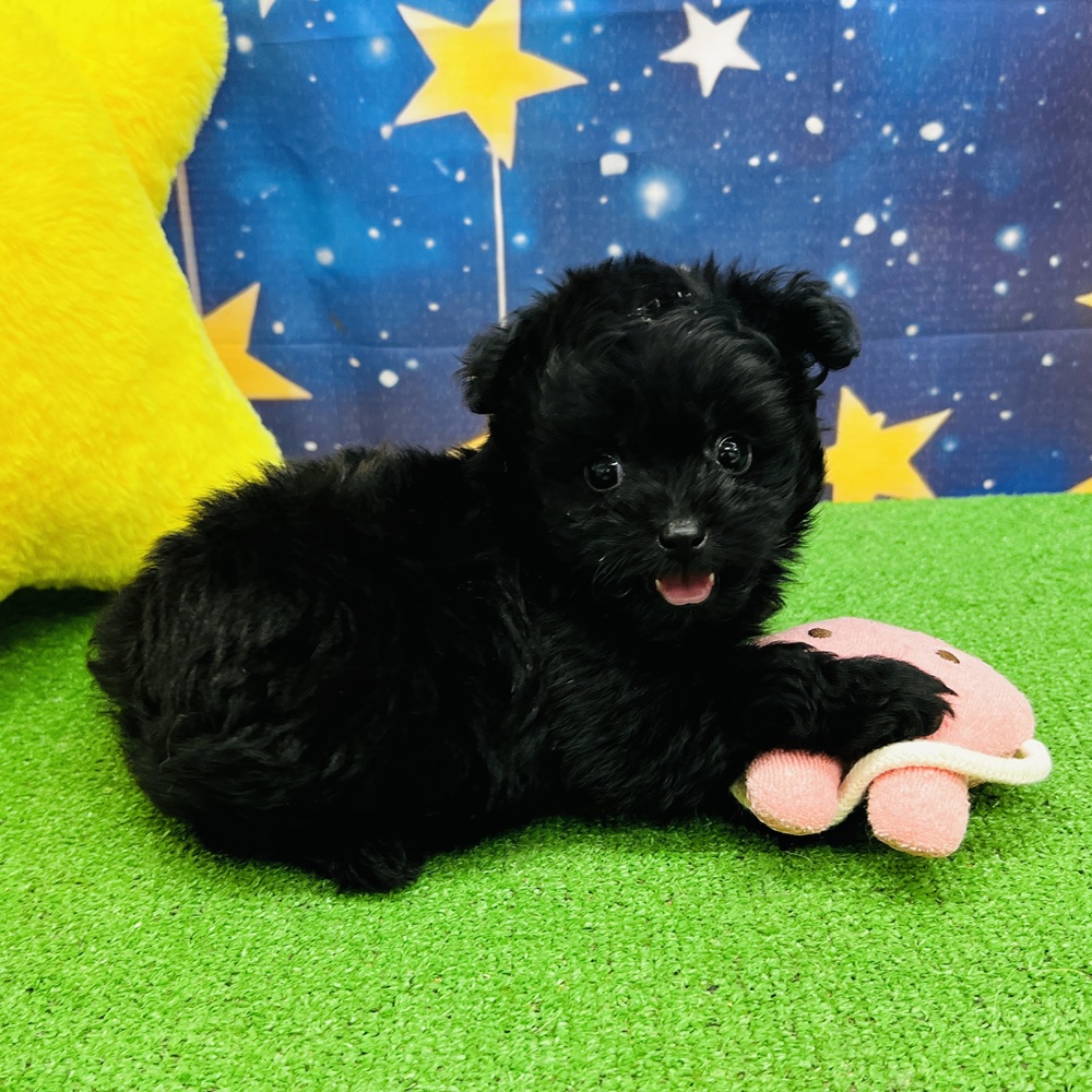 愛知県のポメプー(ポメラニアン×プードル) (犬の家＆猫の里名古屋天白店/2025年7月29日生まれ/男の子/ブラック)の子犬の4枚目の画像
