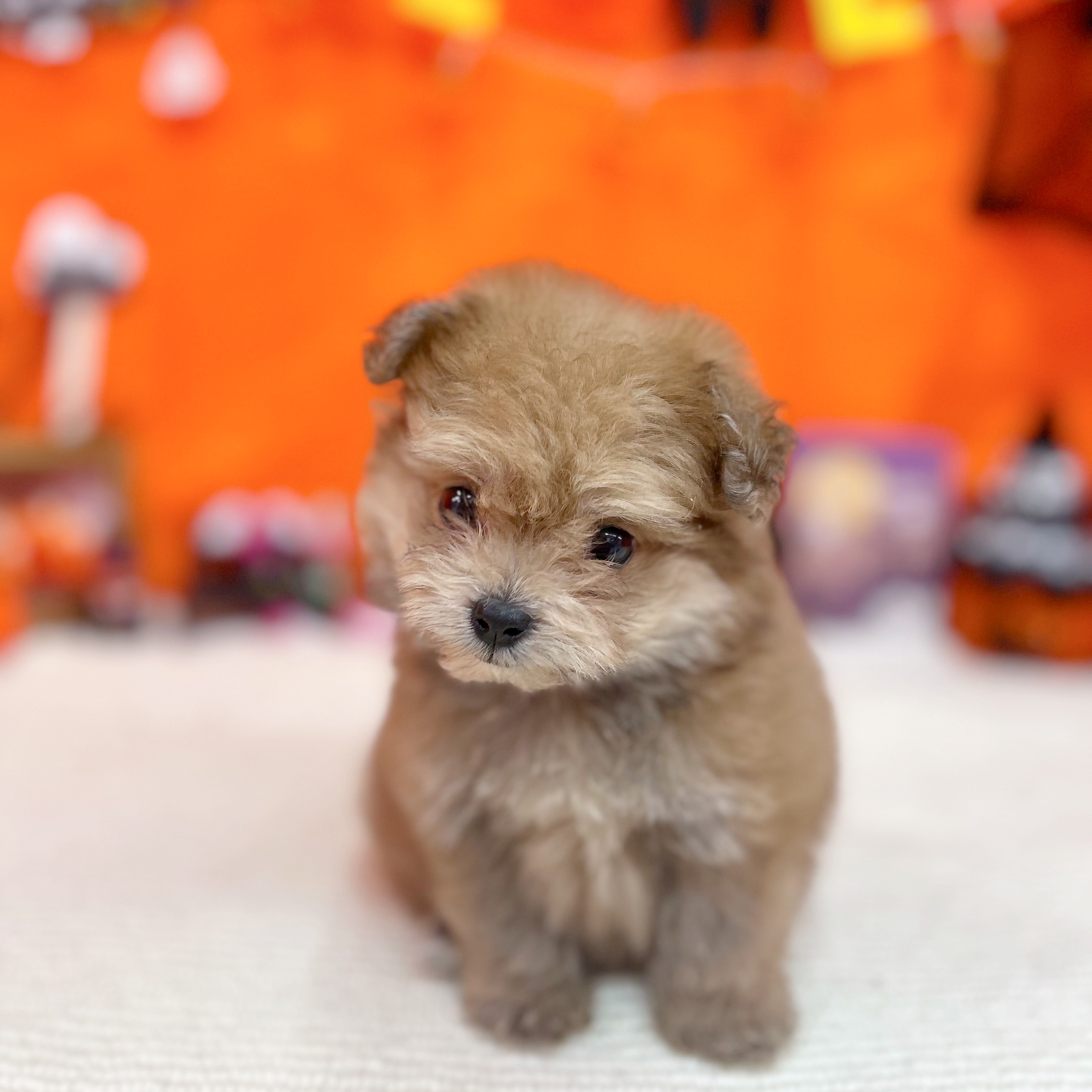 岐阜県のポメプー(ポメラニアン×プードル) (犬の家＆猫の里岐南店/2025年7月29日生まれ/女の子/オレンジ)の子犬の4枚目の画像