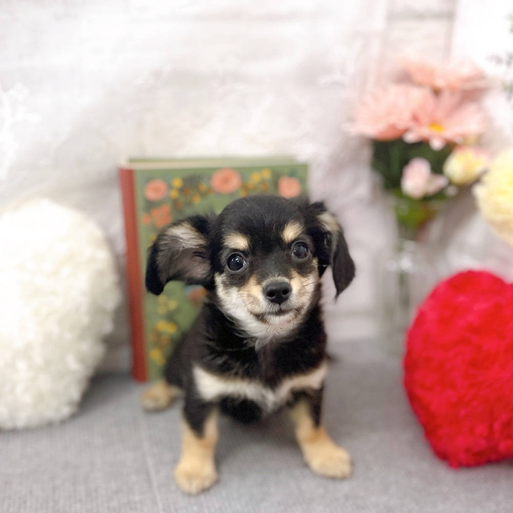 京都府のチワックス(チワワ×ダックス) (犬の家＆猫の里京都樟葉店/2025年7月28日生まれ/女の子/ブラッククリーム)の子犬の1枚目の画像