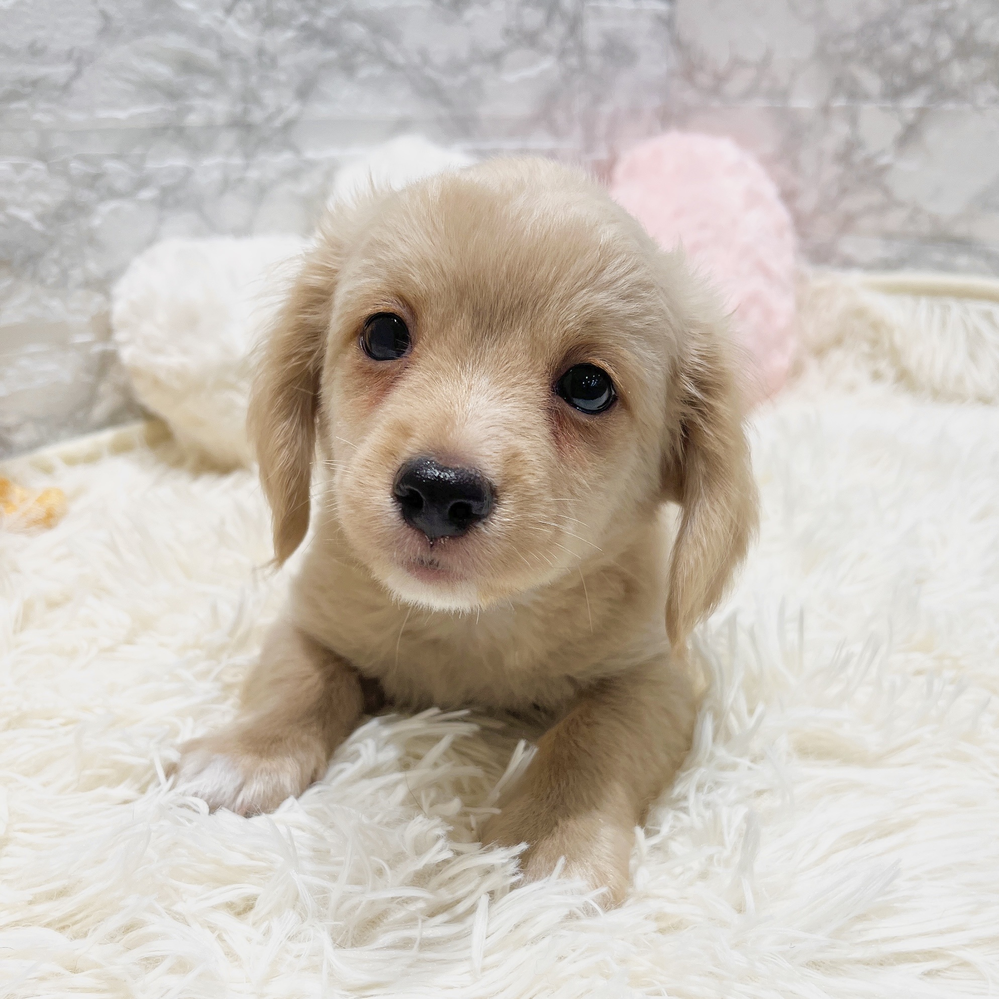 愛知県のチワックス(チワワ×ダックス) (犬の家＆猫の里MiO香久山店/2025年7月28日生まれ/男の子/クリーム)の子犬の4枚目の画像