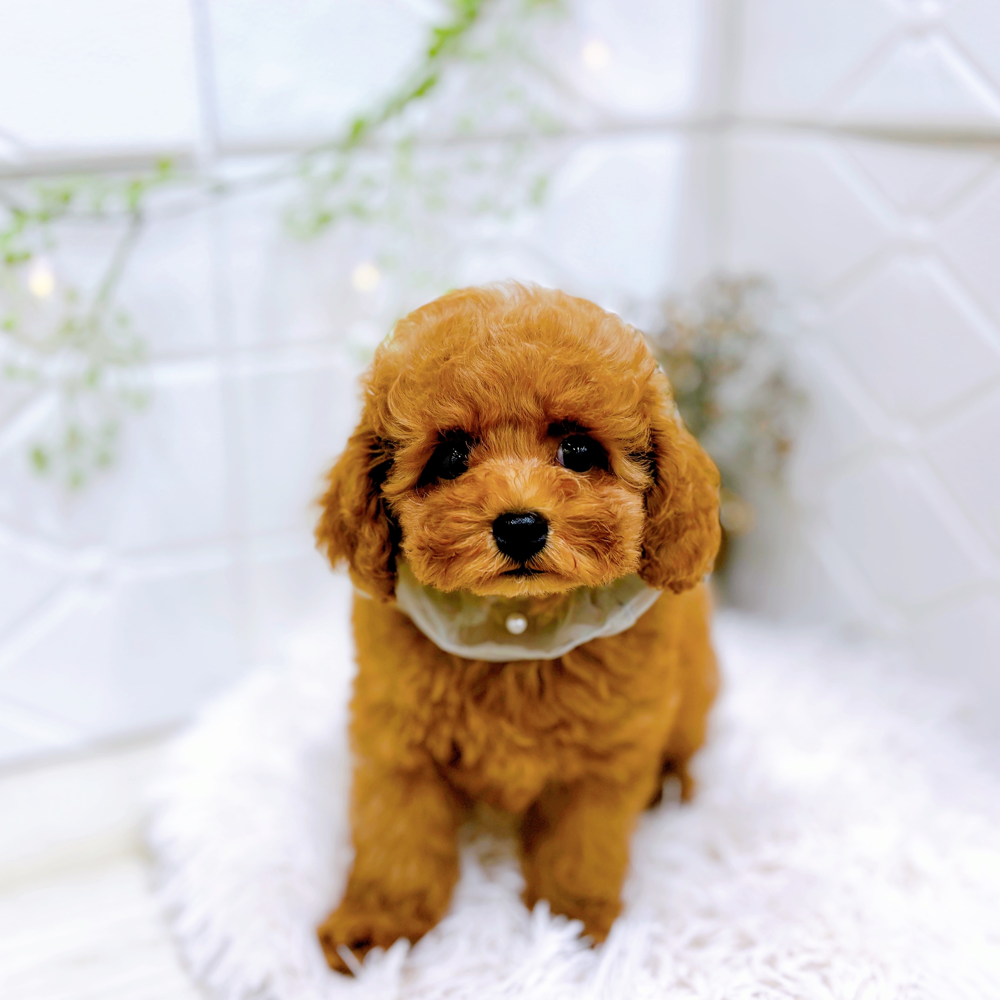 福井県のトイプードル(トイ) (犬の家＆猫の里アミーゴ福井店/2025年7月30日生まれ/男の子/レッドフォーン)の子犬の4枚目の画像
