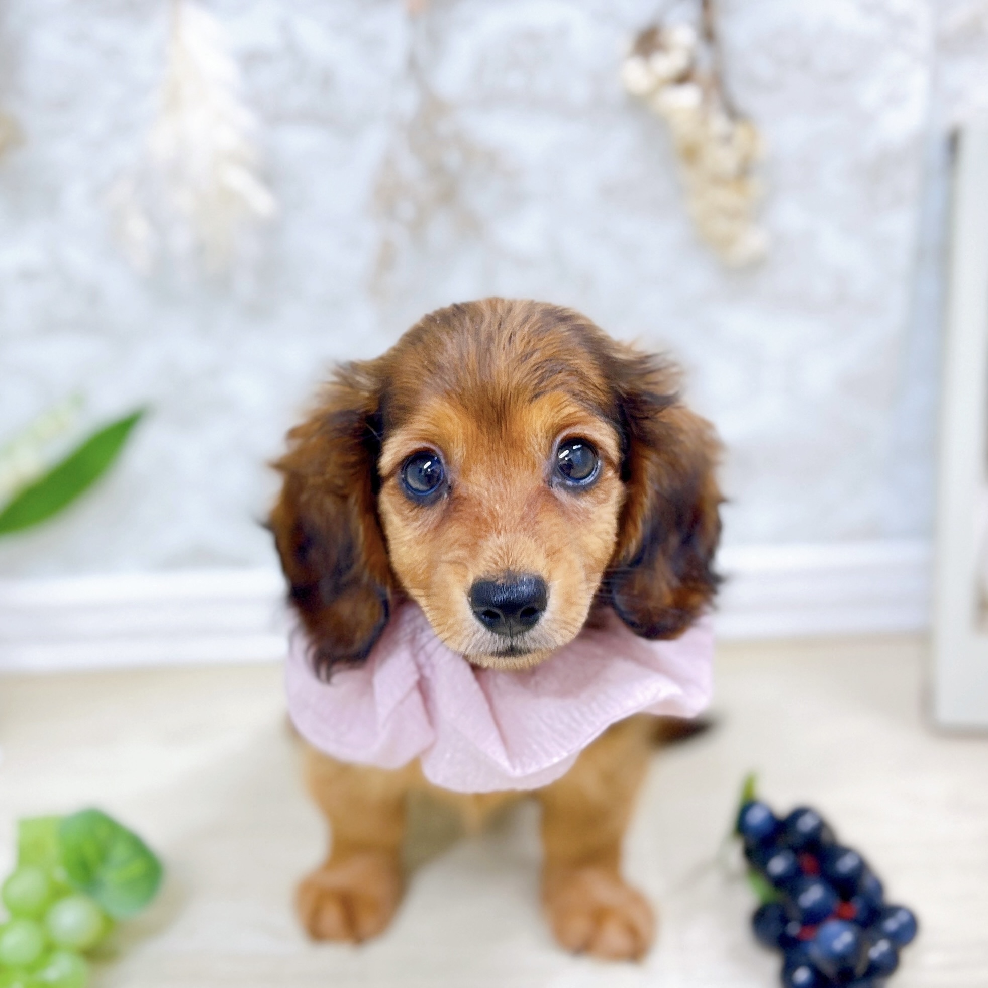福井県のカニンヘンダックスフンド(ロング) (犬の家＆猫の里アミーゴ福井大和田店/2025年7月28日生まれ/女の子/レッド)の子犬
