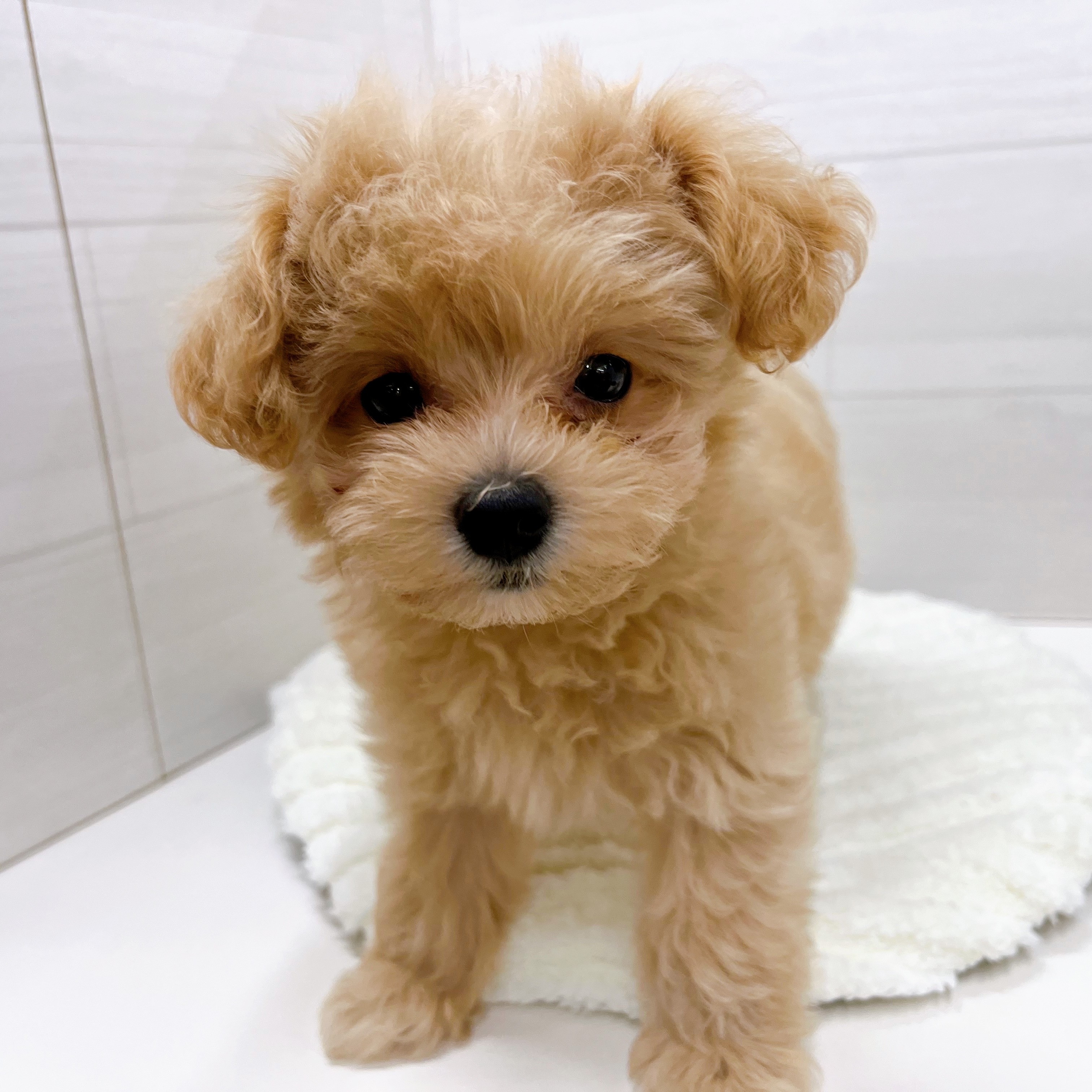 石川県のマルプー(マルチーズ×プードル) (犬の家＆猫の里アミーゴ金沢おこばた店/2025年7月29日生まれ/男の子/クリームホワイト)の子犬の4枚目の画像