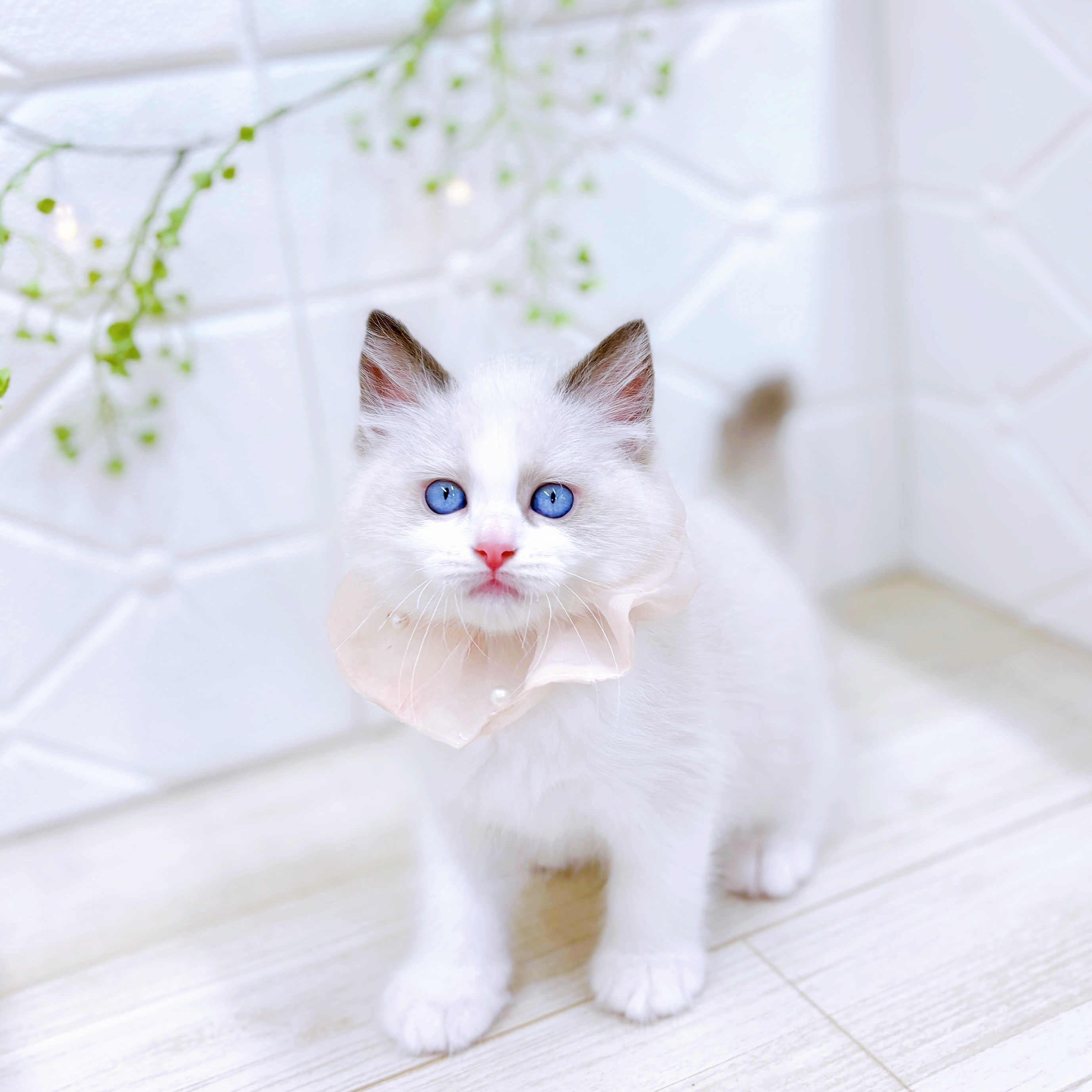 福井県のラグドール (犬の家＆猫の里アミーゴ福井店/2025年7月29日生まれ/女の子/シールポイントバイカラー)の子猫の4枚目の画像