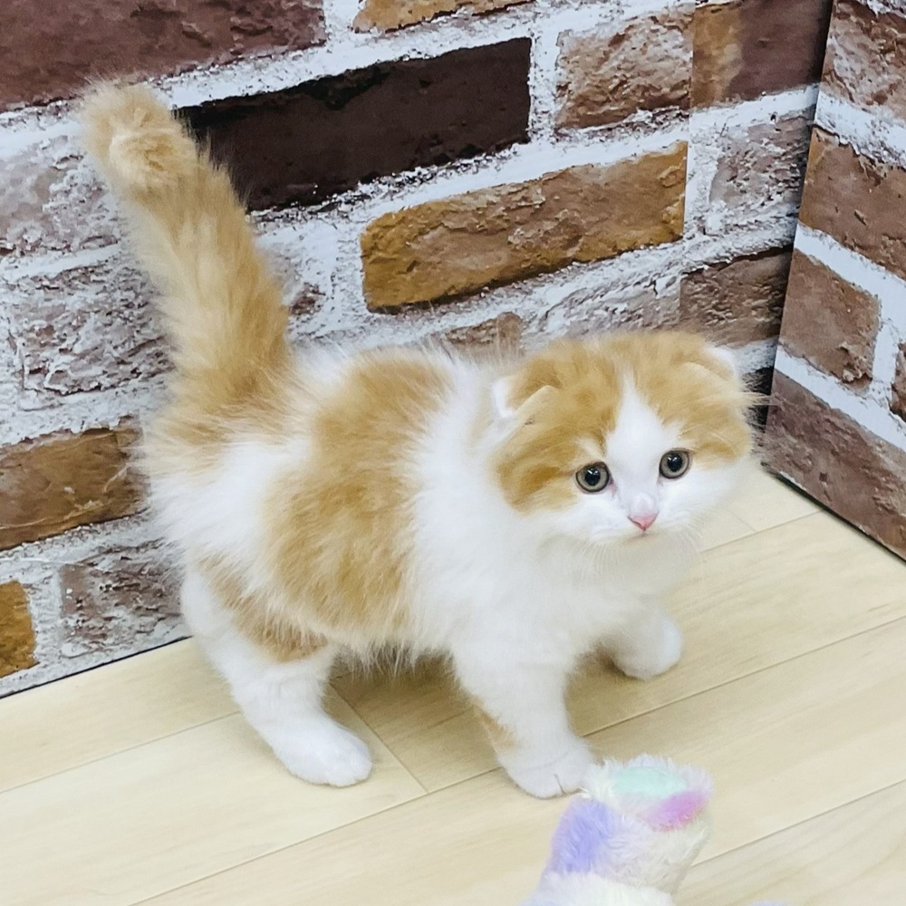 愛知県のスコティッシュフォールド (犬の家＆猫の里七宝店/2025年7月30日生まれ/男の子/レッドタビーホワイト)の子猫の4枚目の画像