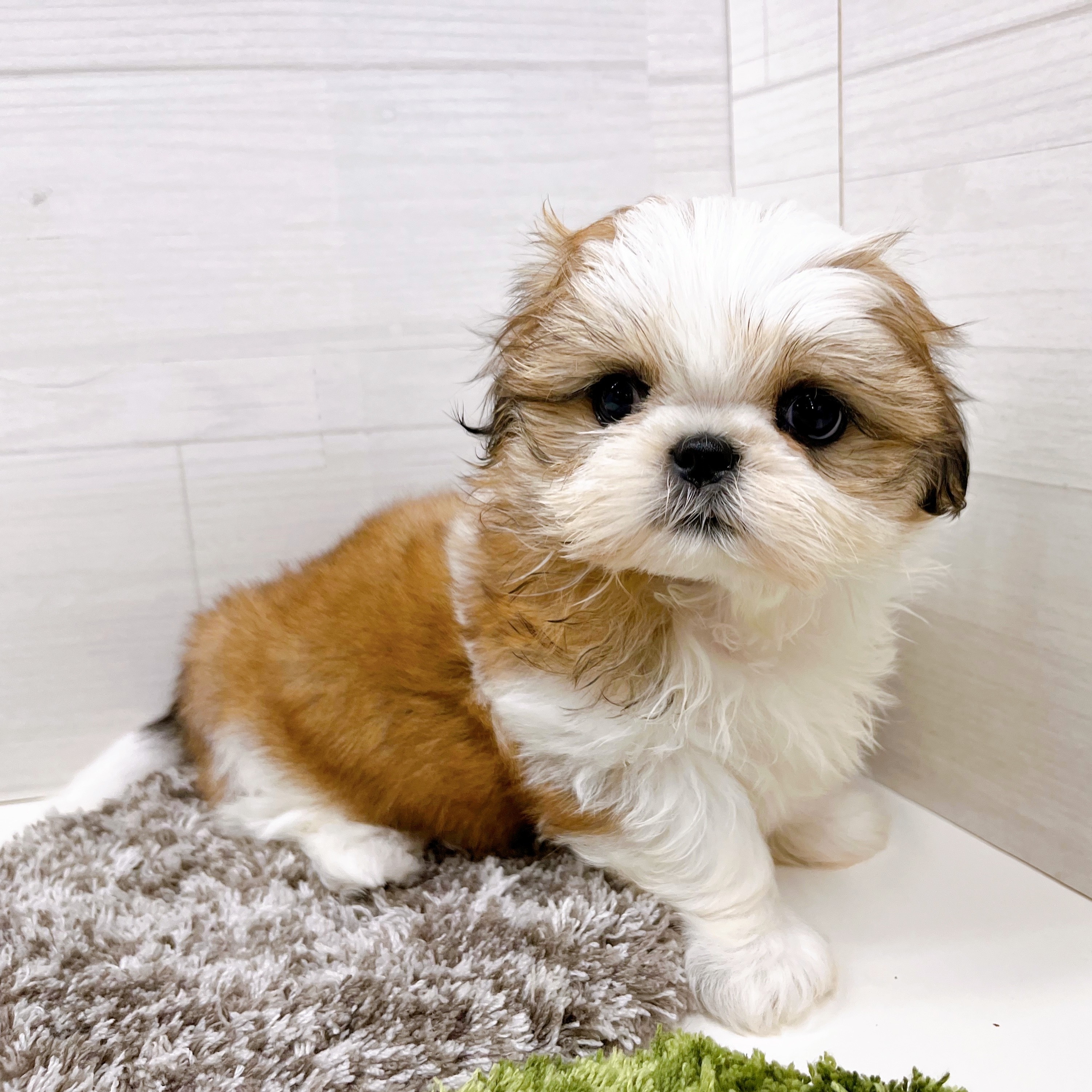 石川県のシーズー (犬の家＆猫の里アミーゴ金沢おこばた店/2025年7月28日生まれ/女の子/ゴールドホワイト)の子犬の4枚目の画像