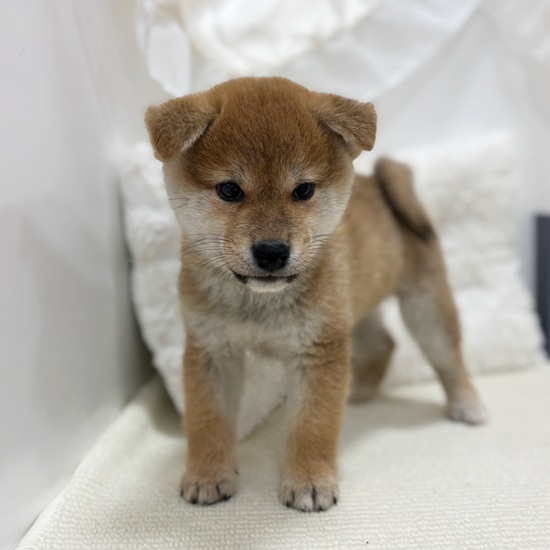 岐阜県の柴犬(標準サイズ) (犬の家＆猫の里カラフルタウン岐阜店/2025年7月27日生まれ/男の子/赤)の子犬の4枚目の画像