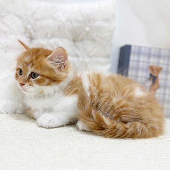 岐阜県のミヌエット (犬の家＆猫の里カラフルタウン岐阜店/2025年7月30日生まれ/男の子/レッドタビーホワイト)の子猫の4枚目の画像