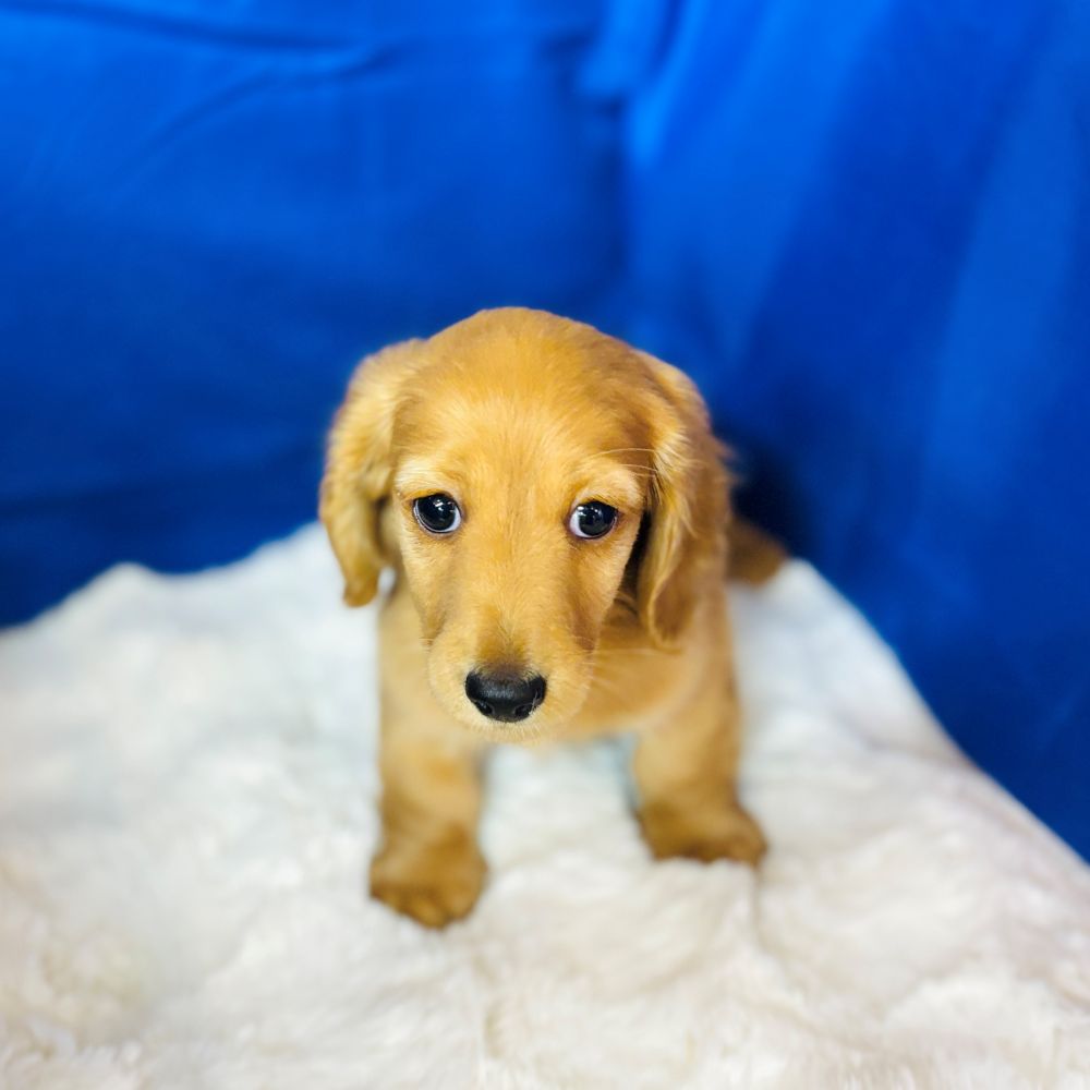 愛知県のミニチュアダックスフンド(ロング) (犬の家＆猫の里愛知刈谷店/2025年7月29日生まれ/男の子/ゴールド)の子犬の1枚目の画像