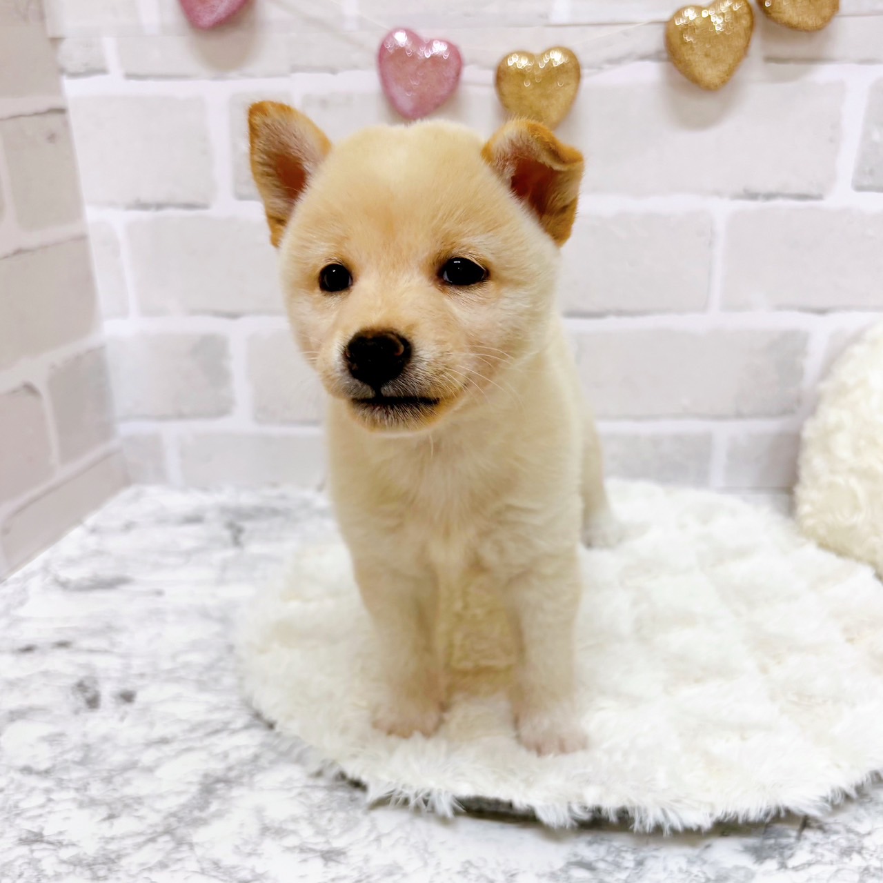 京都府の柴犬(標準サイズ) (犬の家＆猫の里京都精華店/2025年7月30日生まれ/女の子/白)の子犬の4枚目の画像