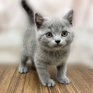 兵庫県のブリティッシュショートヘアー (犬の家＆猫の里カナート西神戸店/2025年7月31日生まれ/男の子/ブルー)の子猫の4枚目の画像