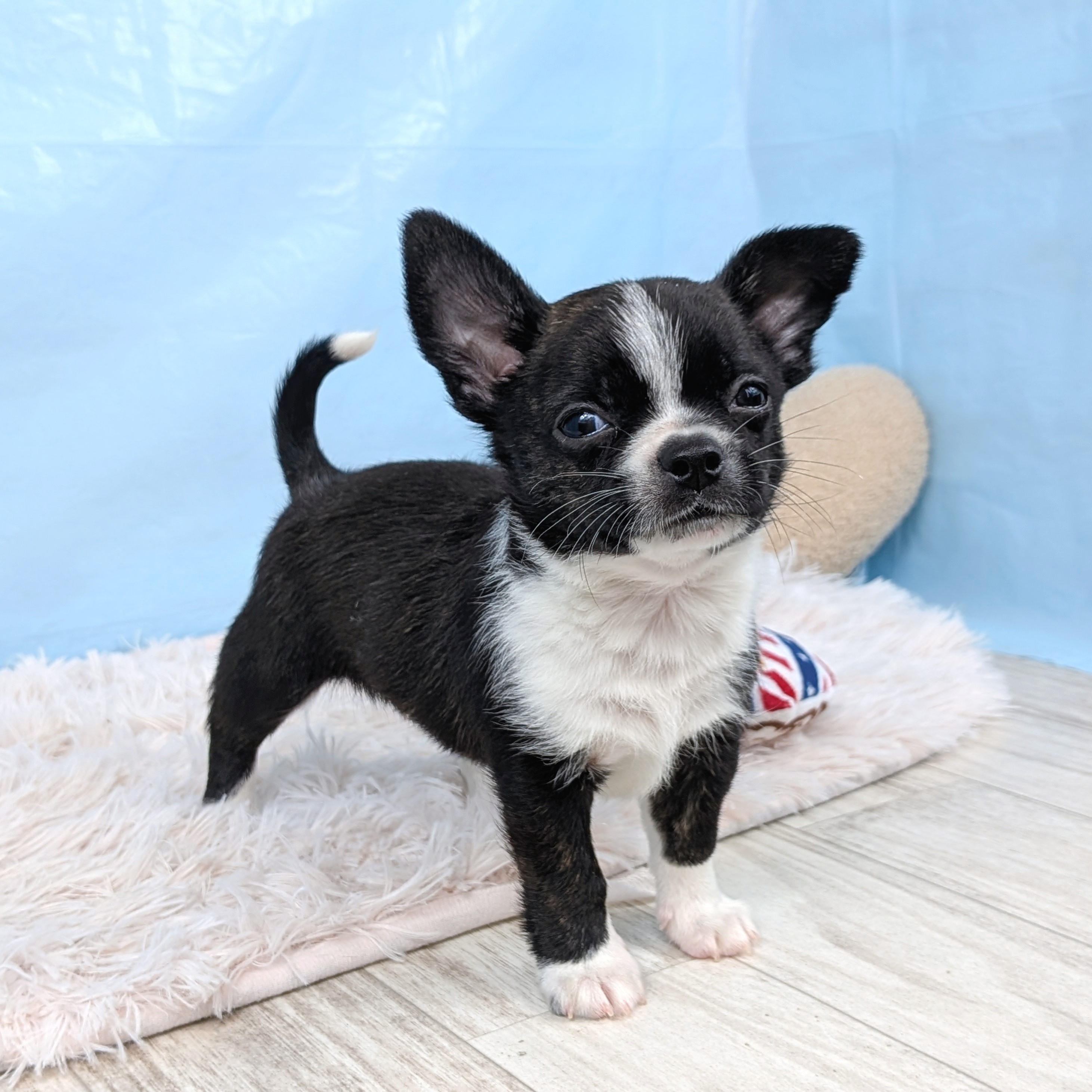 兵庫県のハーフ犬・ミックス犬 (犬の家＆猫の里川西店/2025年7月30日生まれ/男の子/ブラックホワイト)の子犬の4枚目の画像