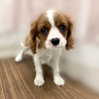 兵庫県のキャバリアキングチャールズスパニエル (犬の家＆猫の里カナート西神戸店/2025年7月31日生まれ/女の子/ブレンハイム)の子犬の1枚目の画像