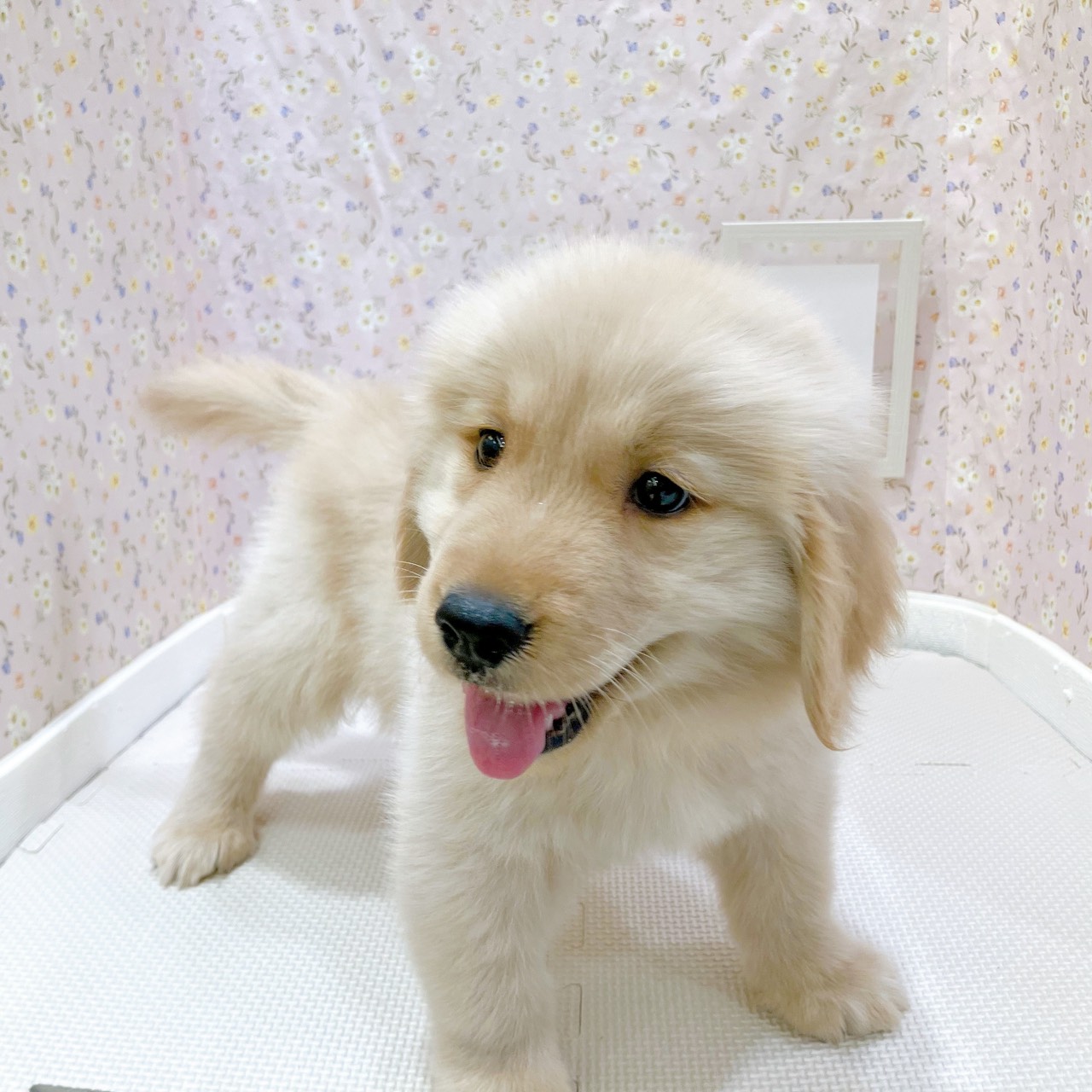 石川県のゴールデンレトリバー (犬の家＆猫の里金沢店/2025年8月1日生まれ/男の子/ゴールデン)の子犬の4枚目の画像